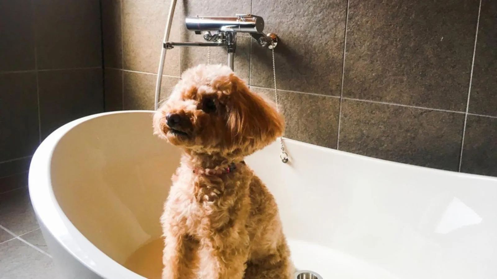 Pets in EN Takeda Castle Town Hotel