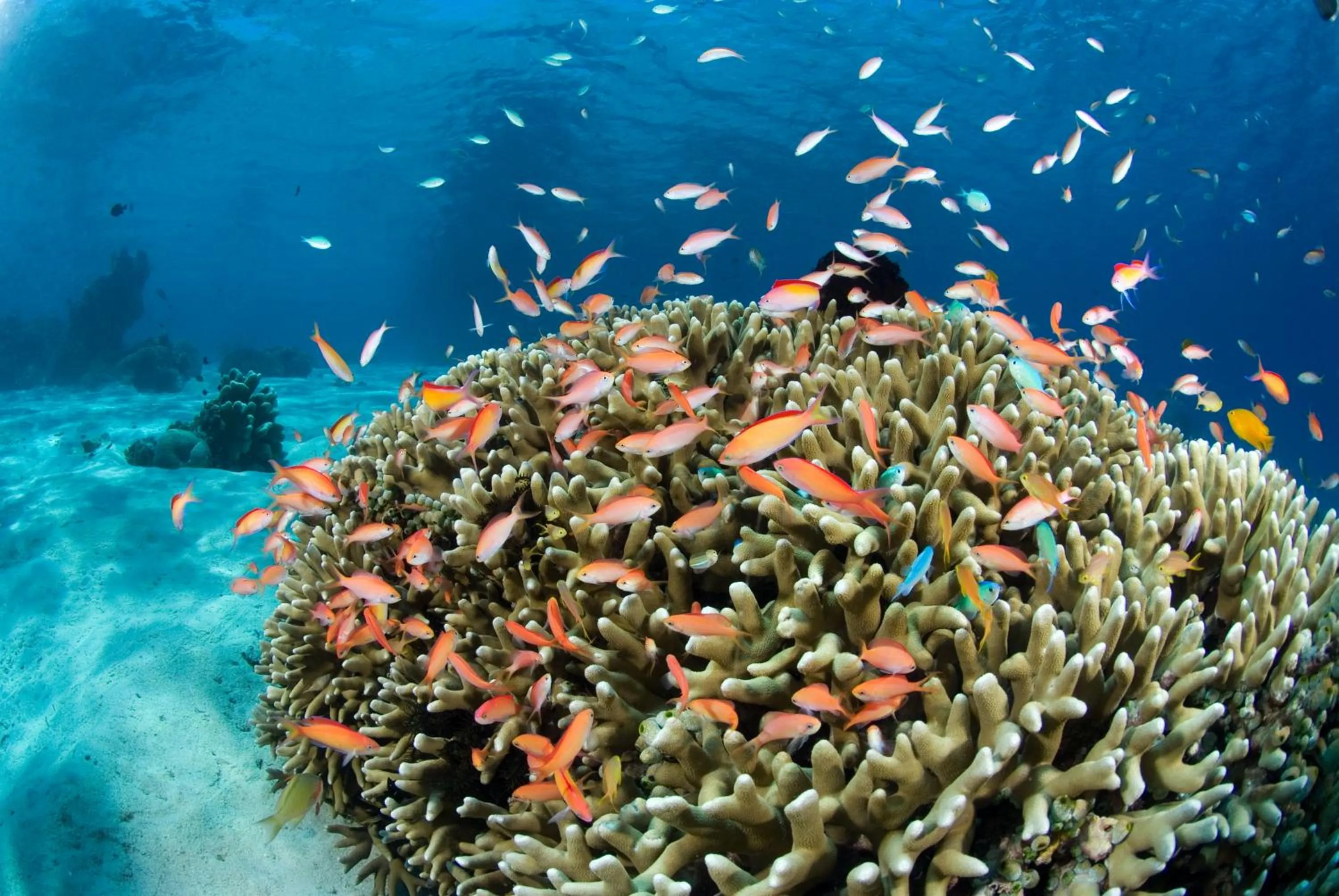 Snorkeling in Alam Anda Ocean Front Resort & Spa Dive Resort