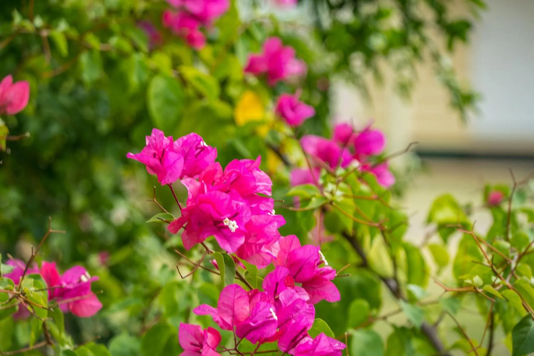 Spring in Ironbark Inn