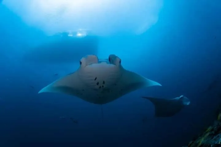 MEHEL - Holiday Home - Mahibadhoo