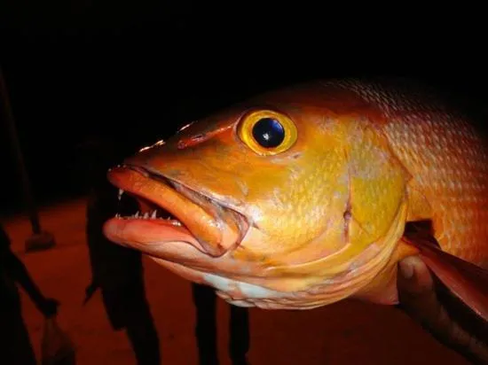 MEHEL - Holiday Home - Mahibadhoo