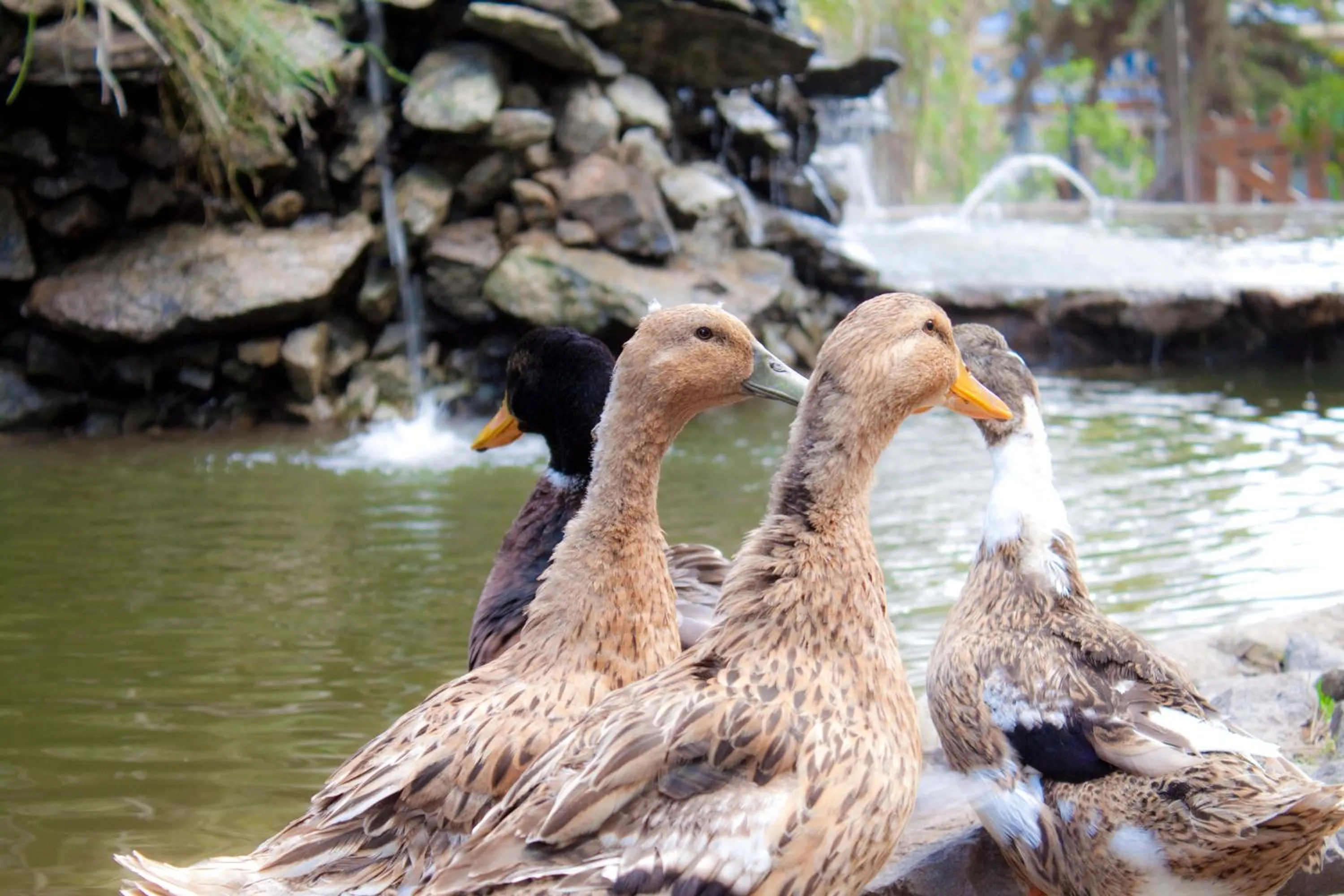 Day in Carilo Village Apart Hotel & Spa