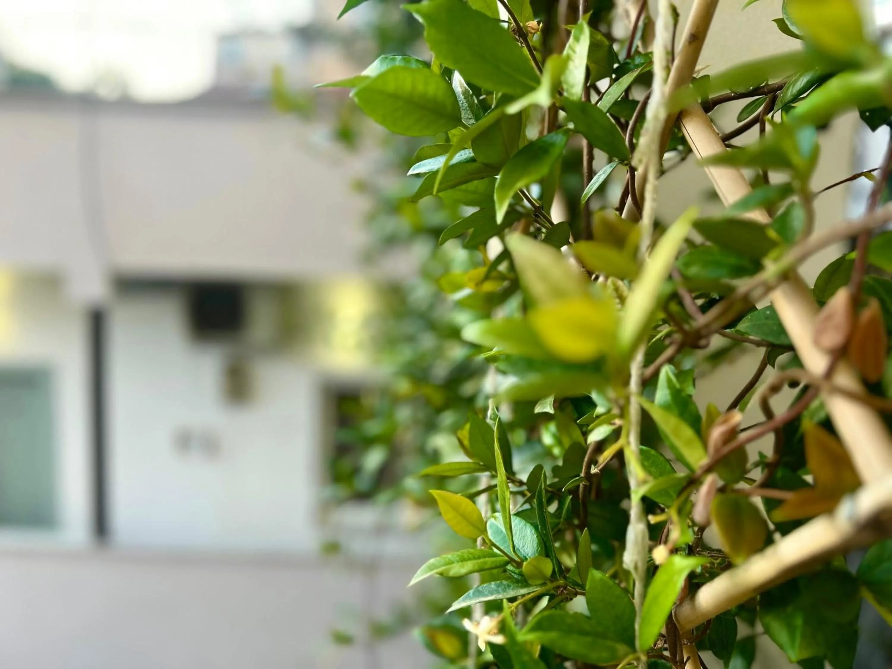 Garden in Budget Retreat Tirana & Studios