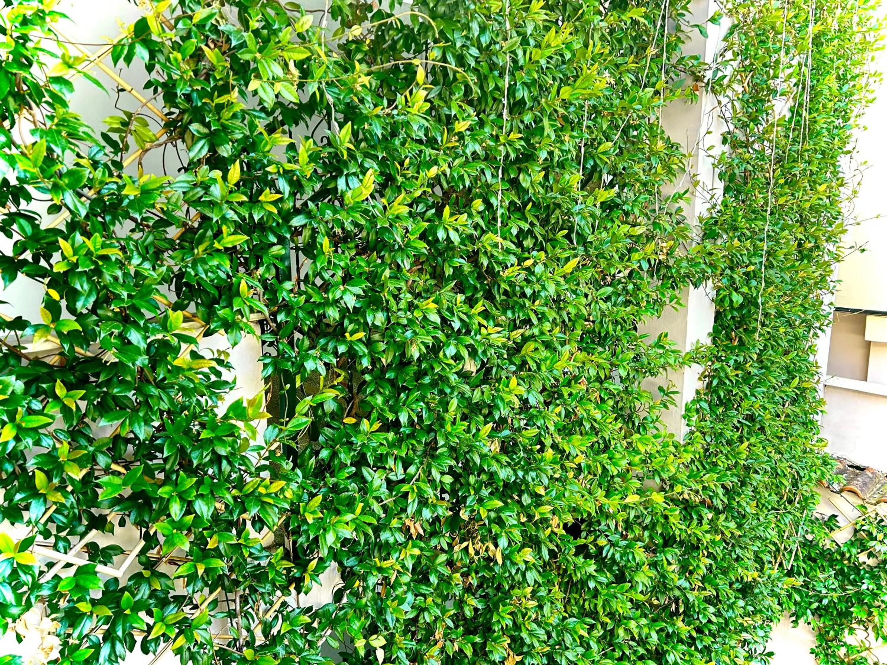 Garden in Budget Retreat Tirana & Studios