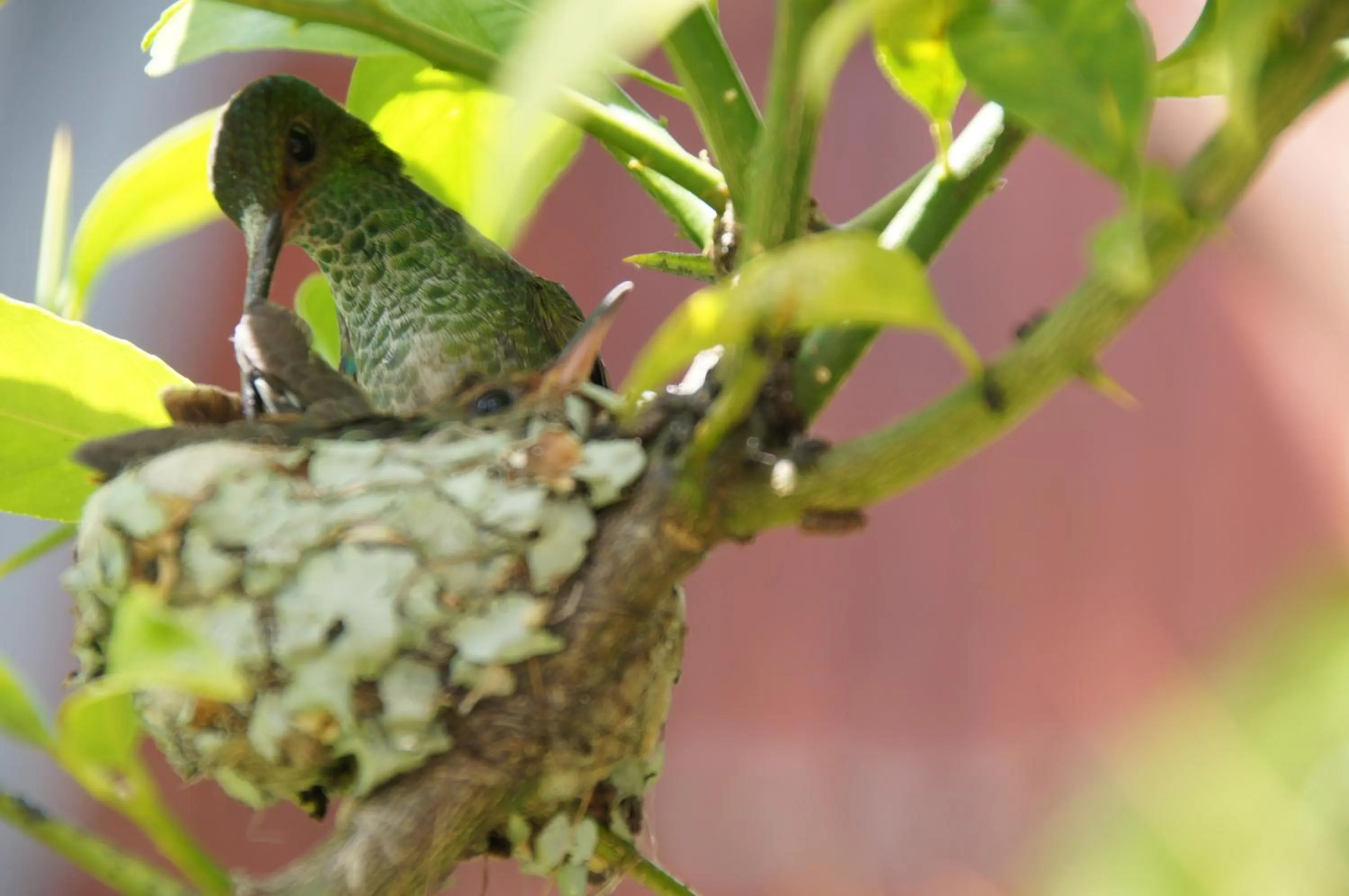 Garden in Boutique Hotel Casa Orquídeas