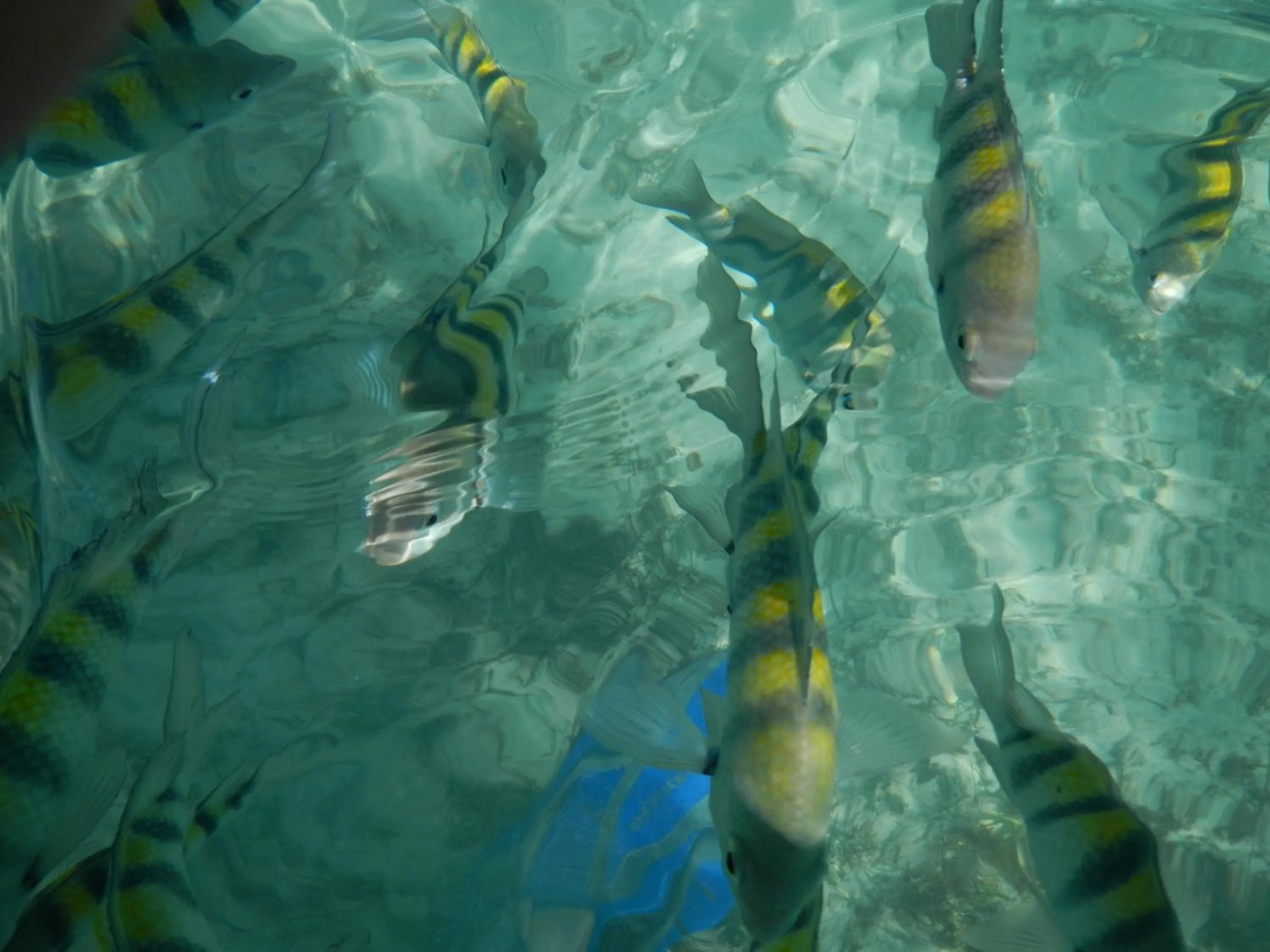Animals in Orient Bay Beach Studio