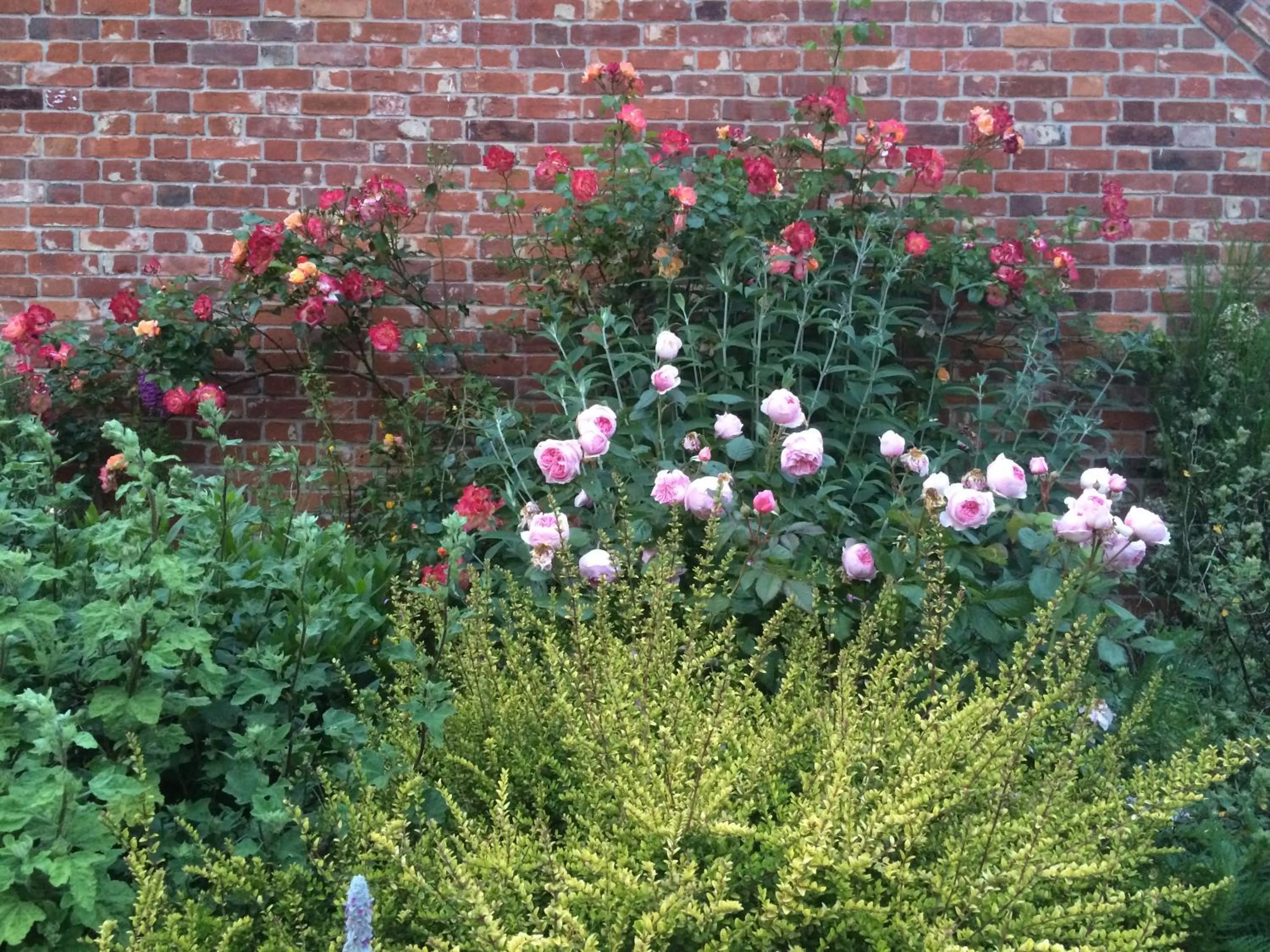 Patio in the Orangery - BnB Suites