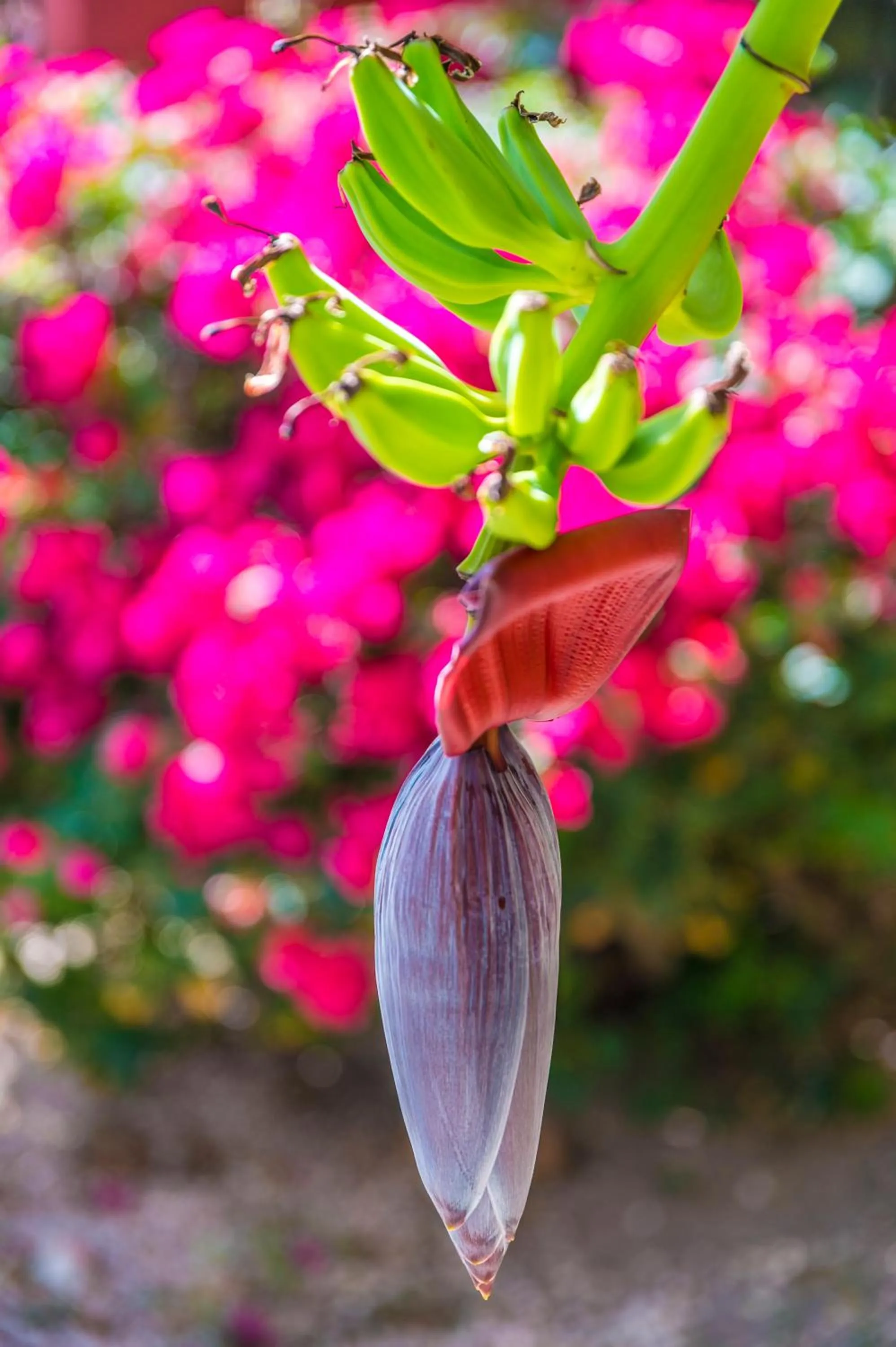 Garden in Orient Bay Palm Court Residence 4 Stars