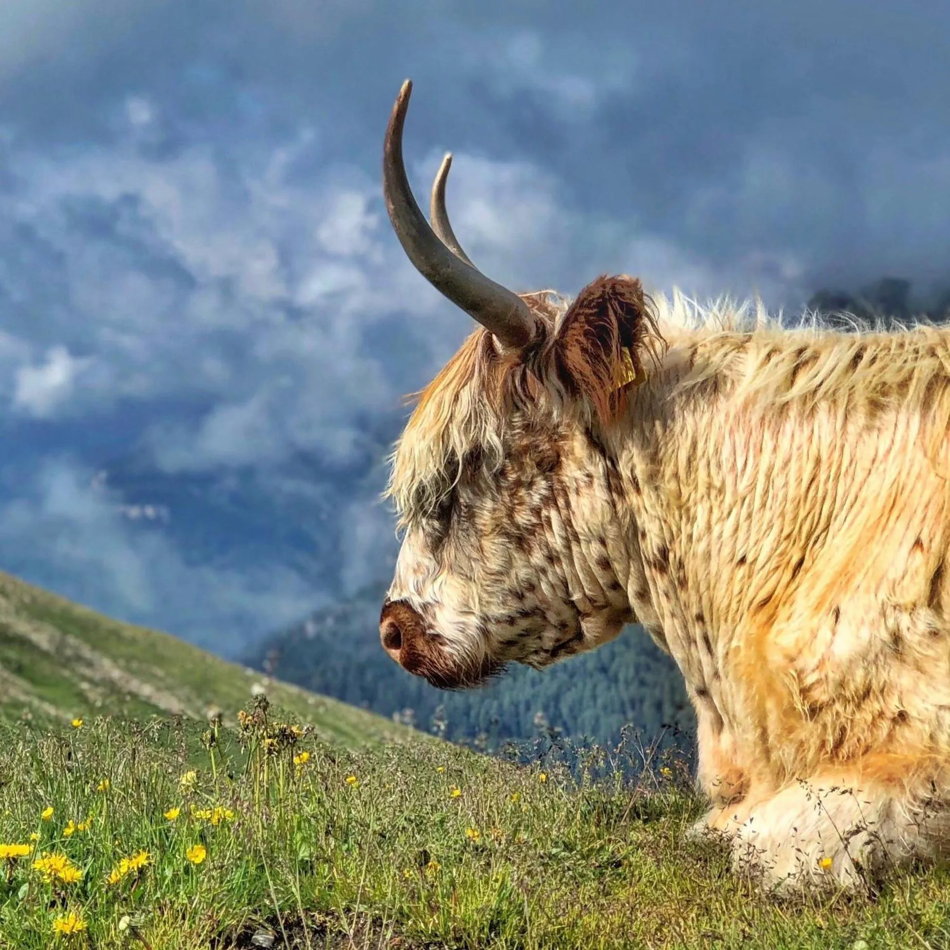 Animals in Passo Sella Dolomiti Mountain Resort