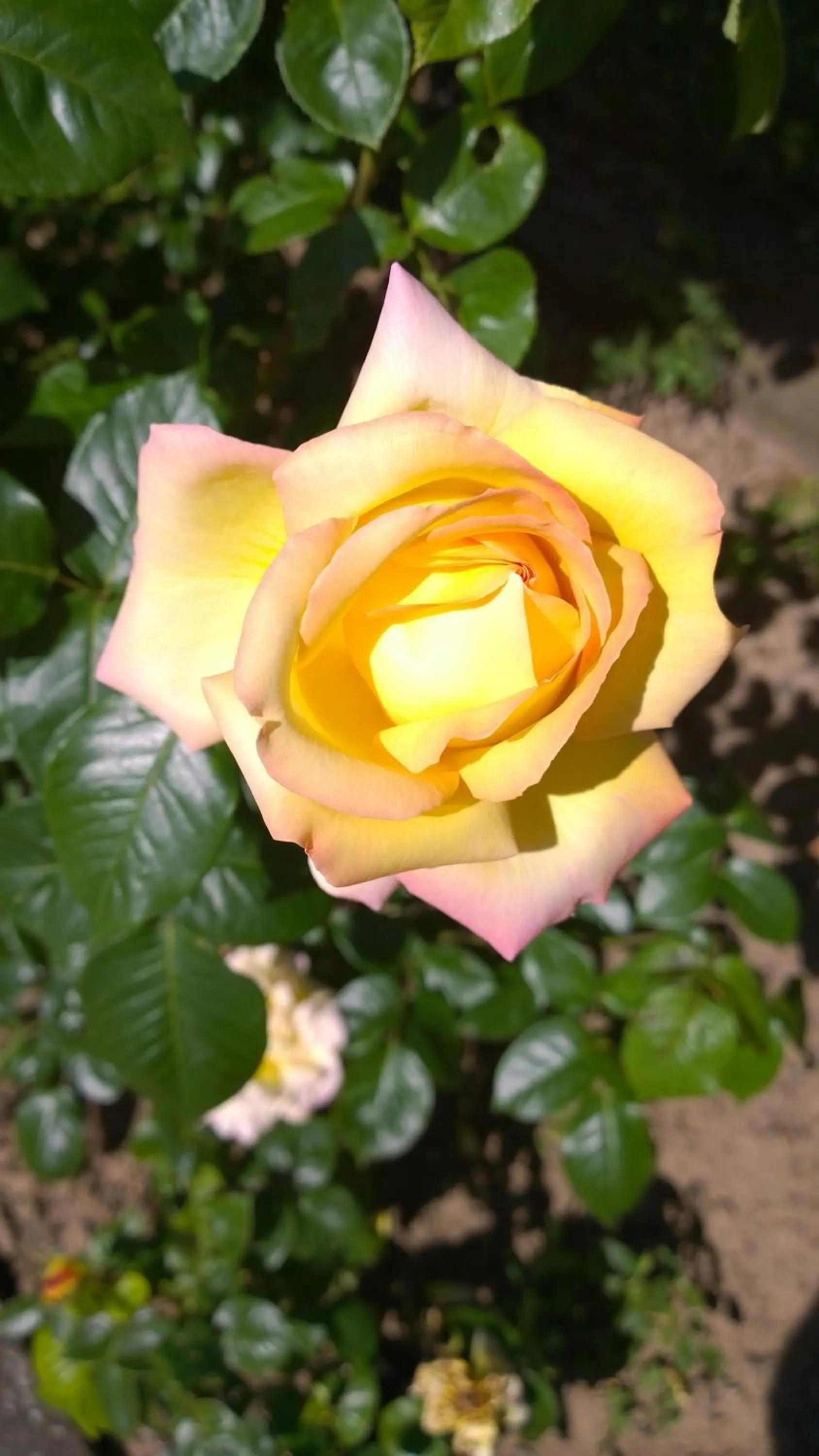 Other in Weinhotel Rose