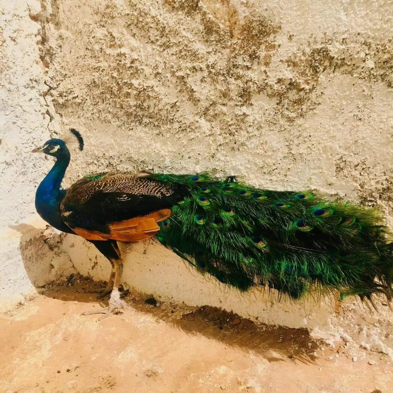 Pets in Family Village Marrakech