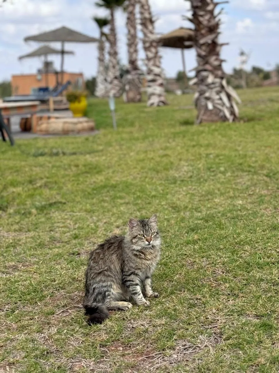 Pets in Family Village Marrakech
