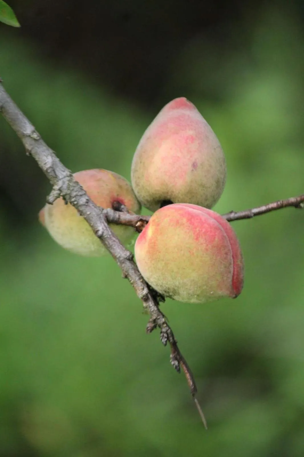 Garden in Cleveland Resorts Kanthalloor