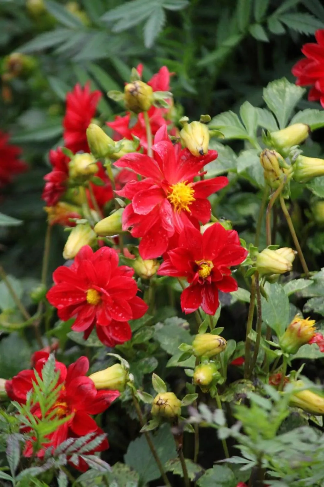 Garden view in Cleveland Resorts Kanthalloor