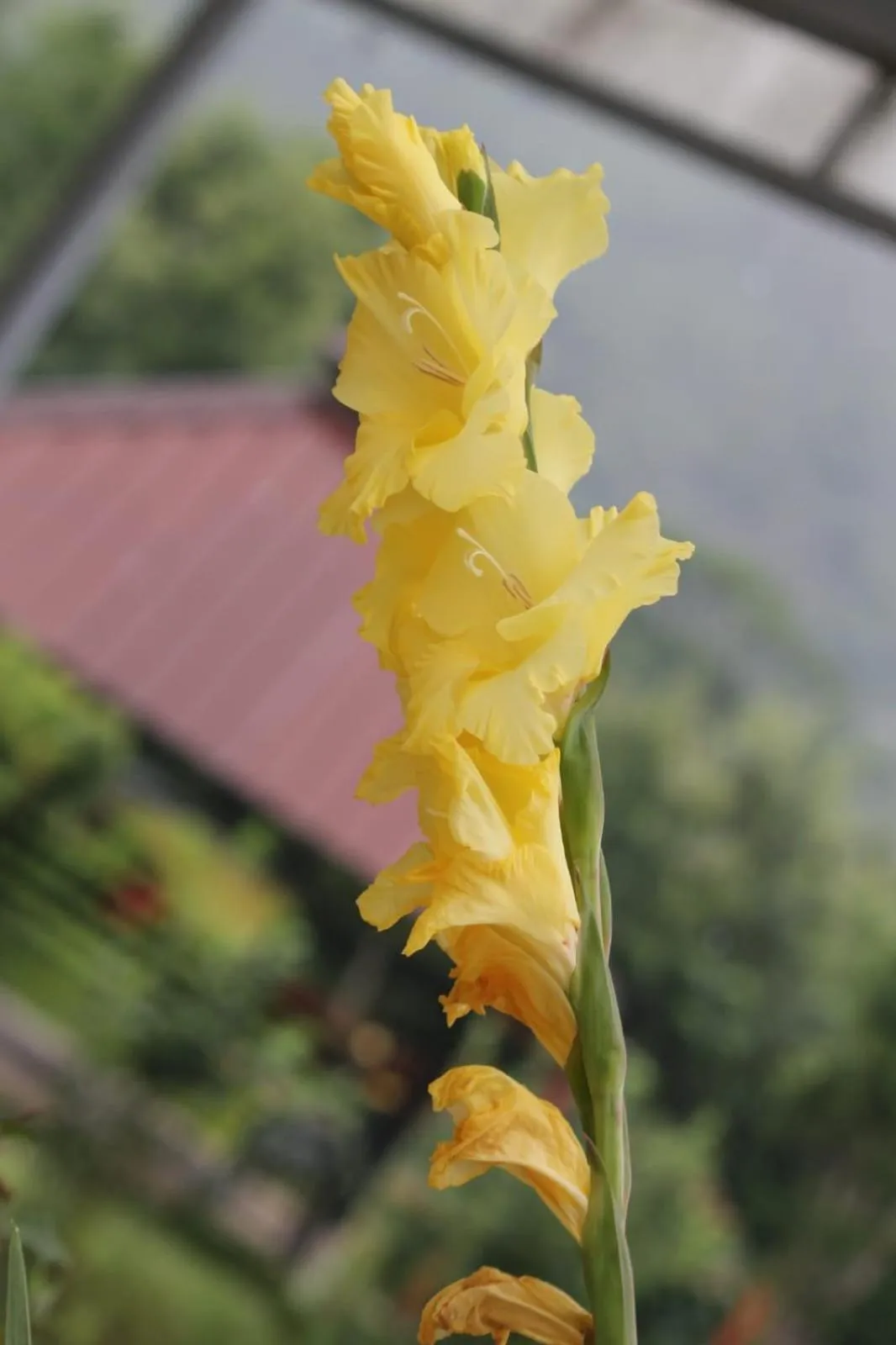 Garden view in Cleveland Resorts Kanthalloor