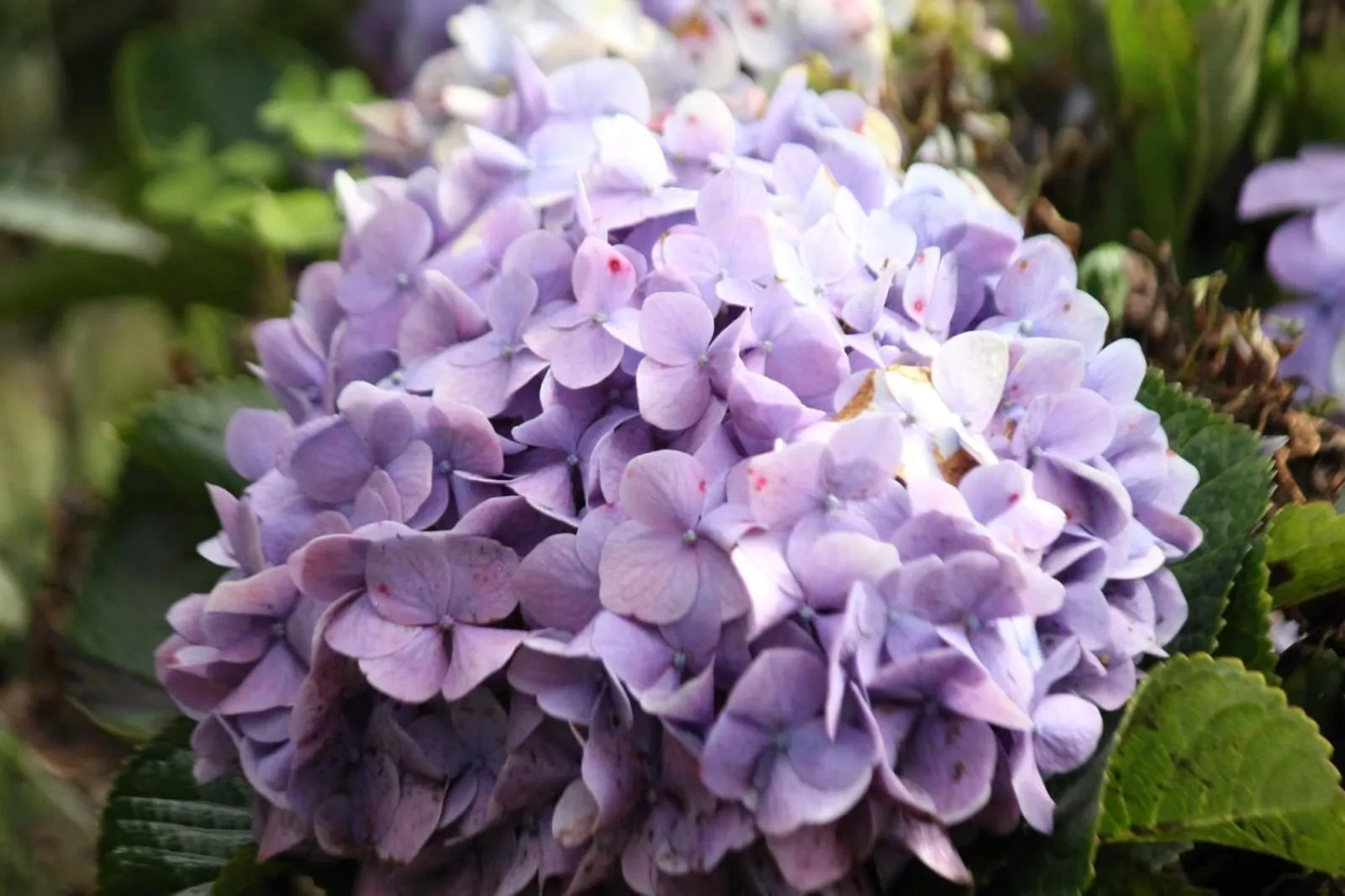 Garden view in Cleveland Resorts Kanthalloor