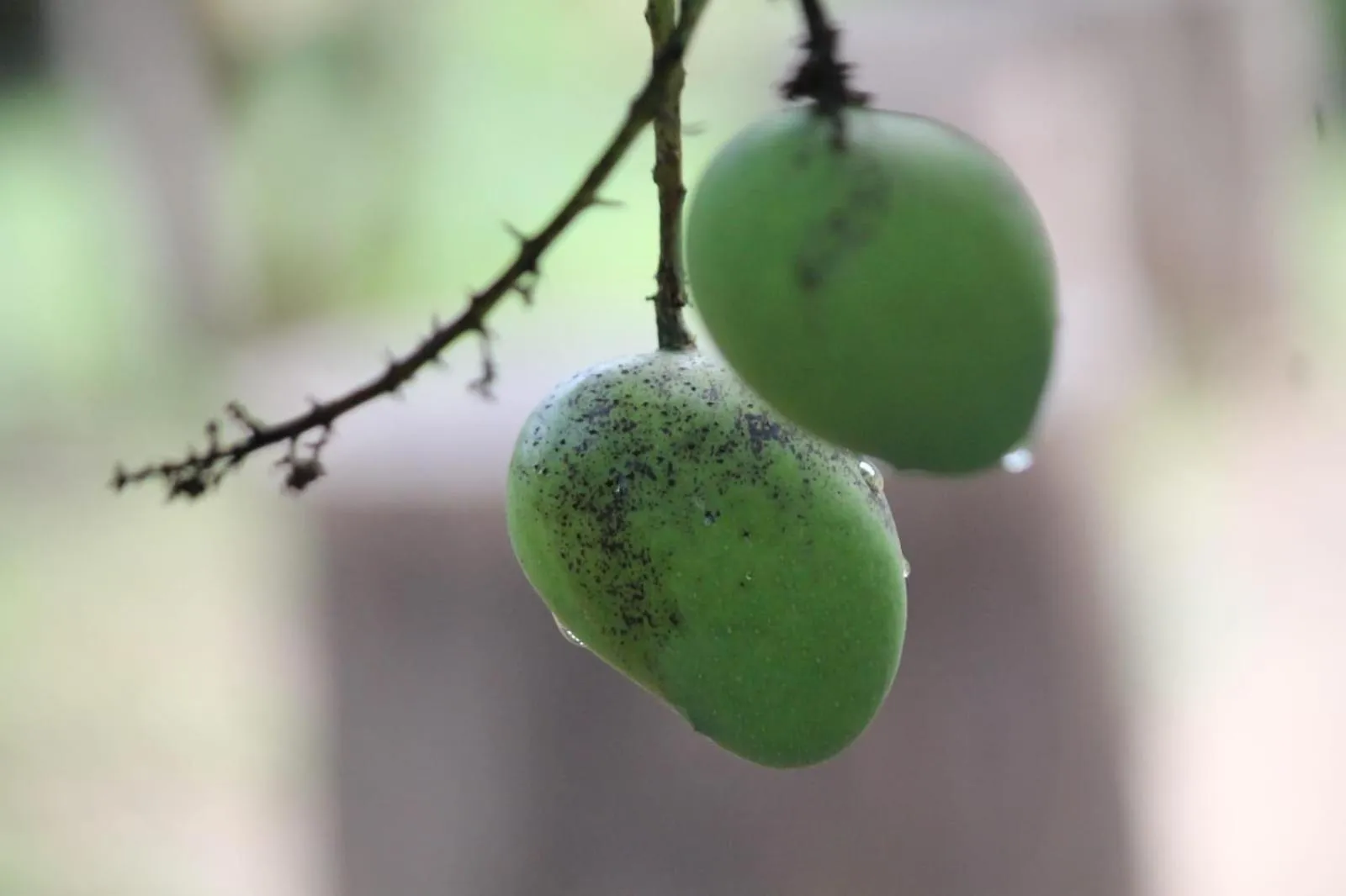 Garden in Cleveland Resorts Kanthalloor
