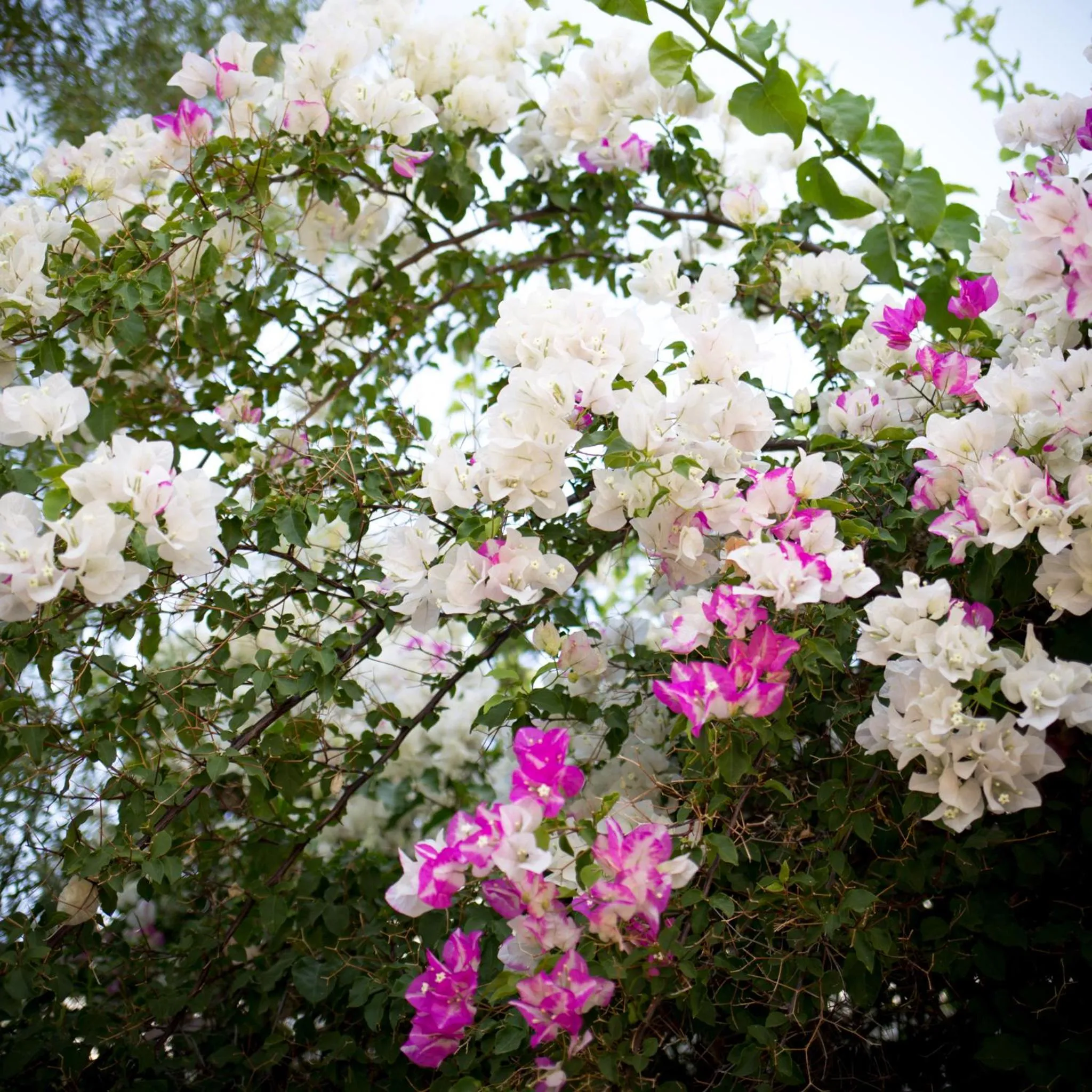 Garden in Prince Albert Country Stay