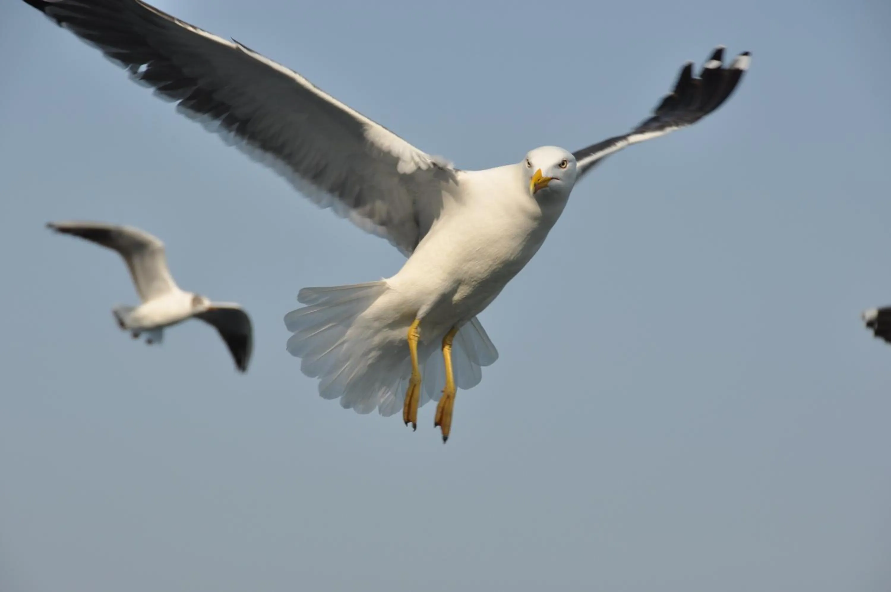 Animals in Fletcher Hotel - Restaurant de Cooghen