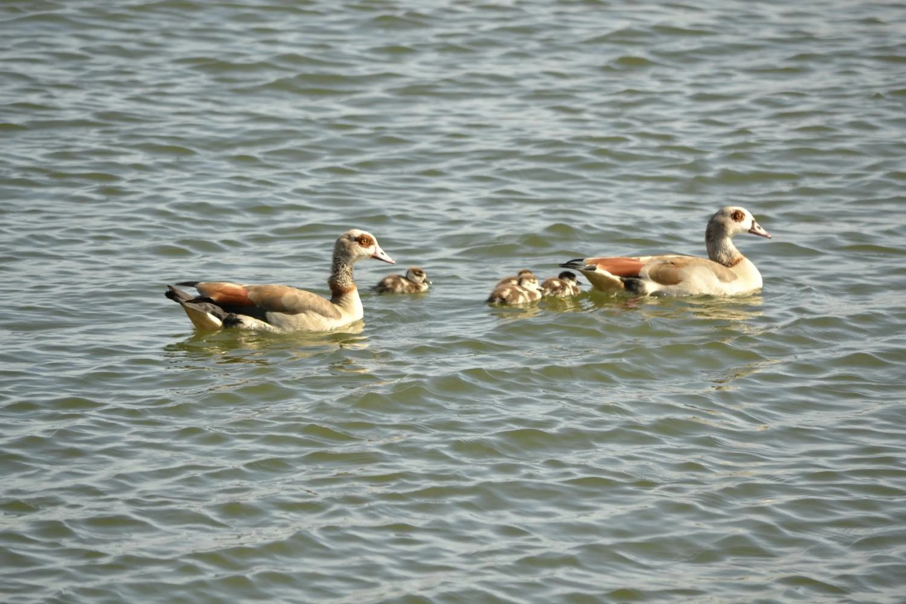 Animals in Floating B&B Amsterdam