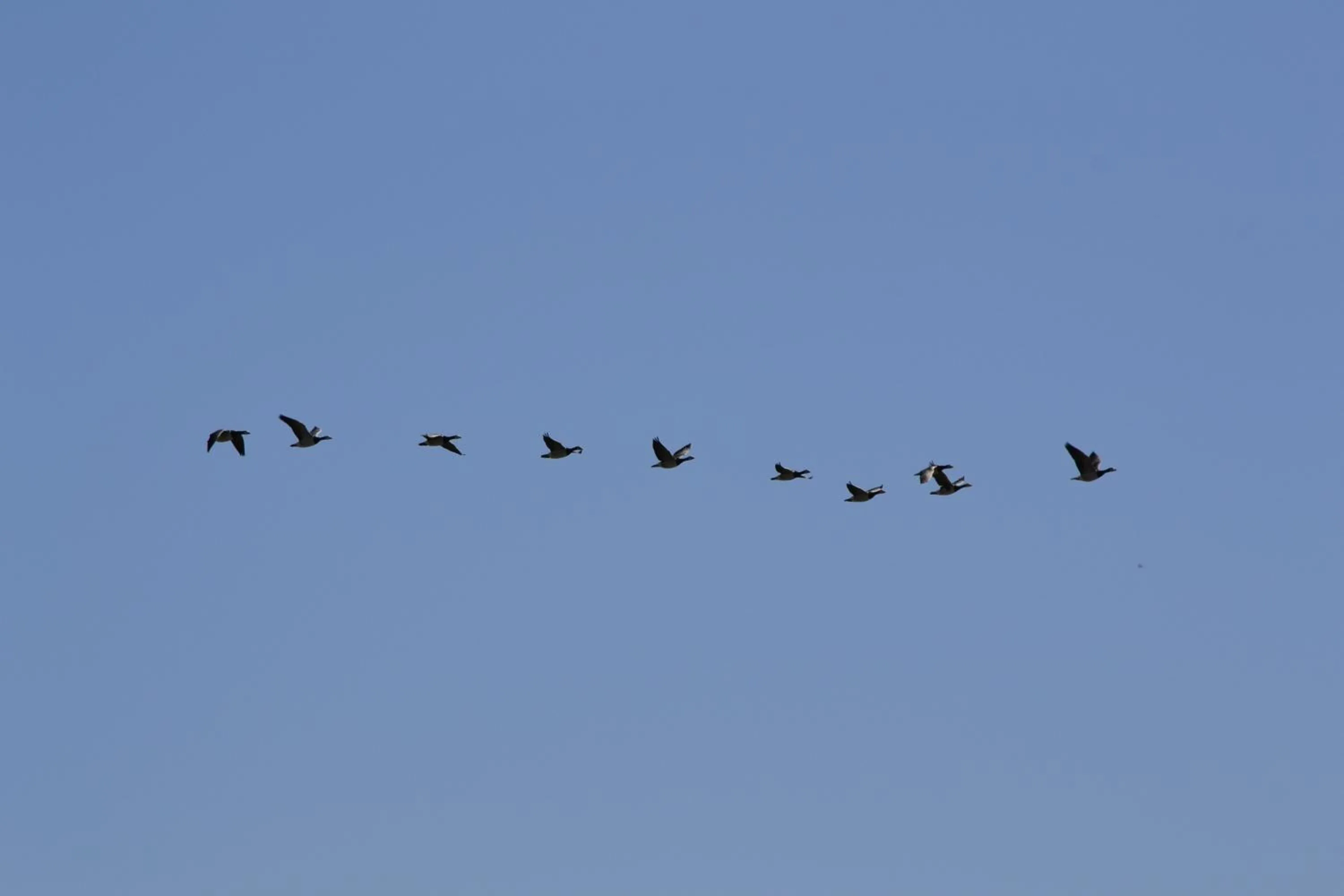 Animals in Floating B&B Amsterdam