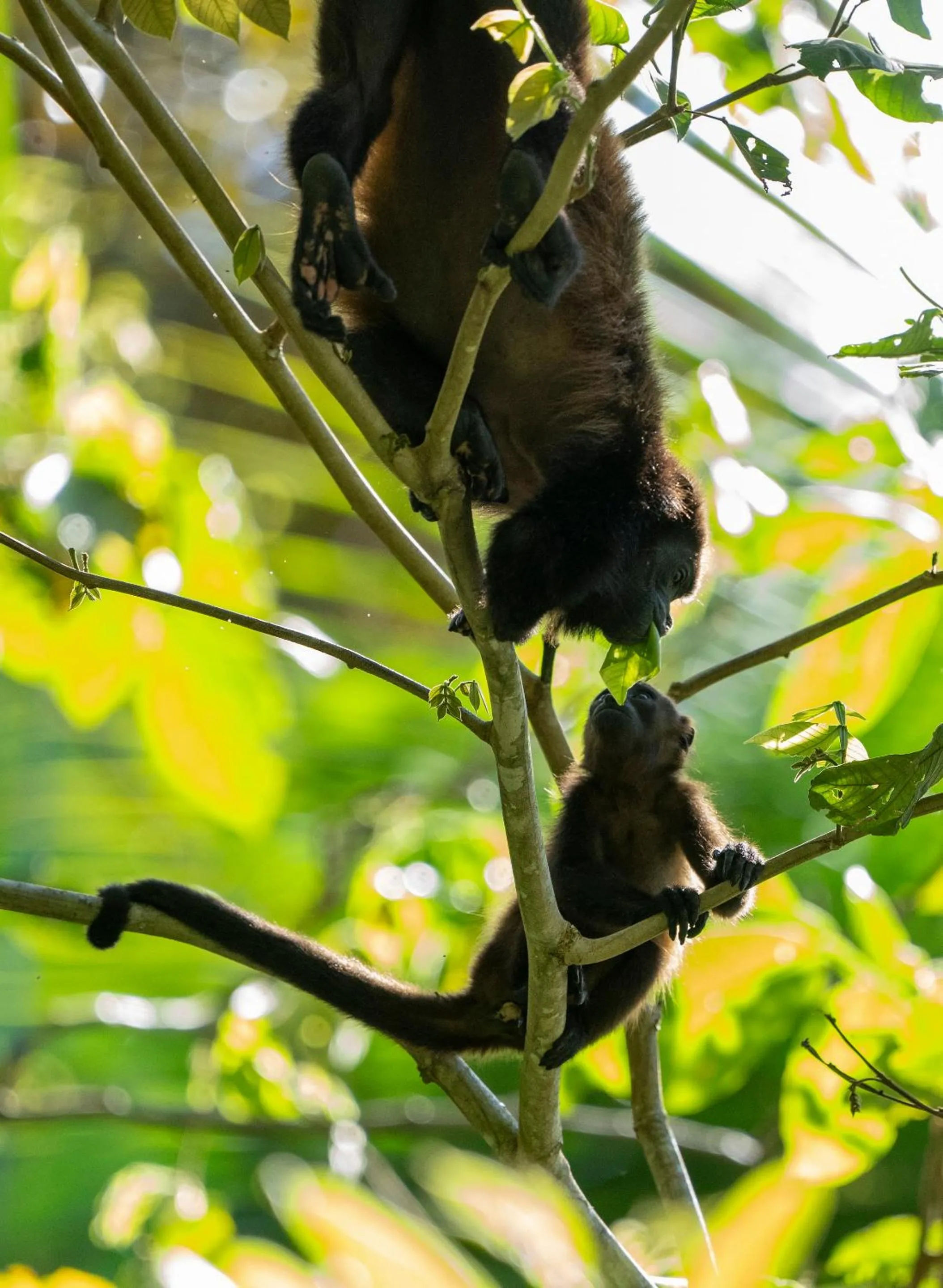 Day in Playa Cativo Lodge