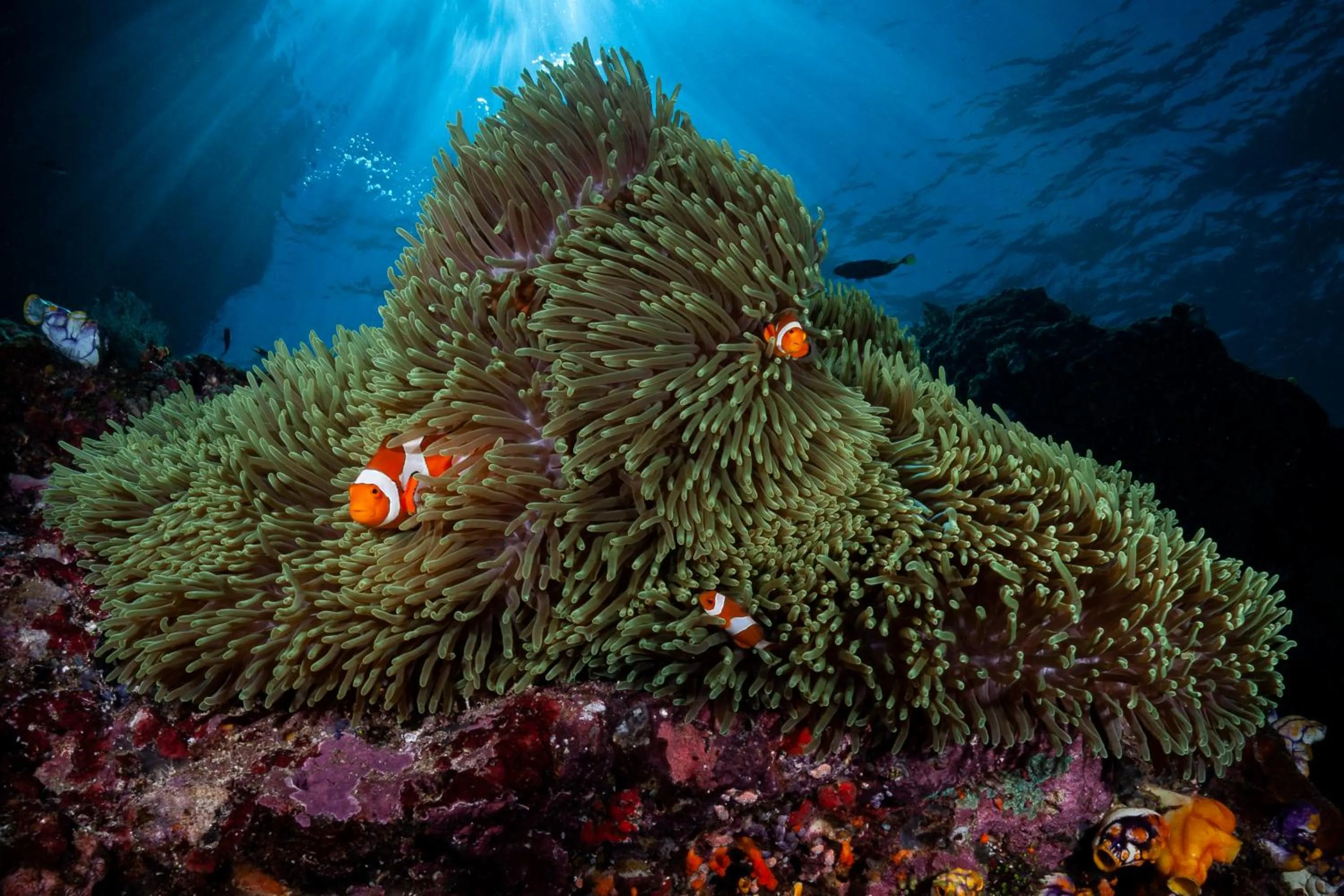 Activities in Siddhartha Oceanfront Resort & Spa Bali