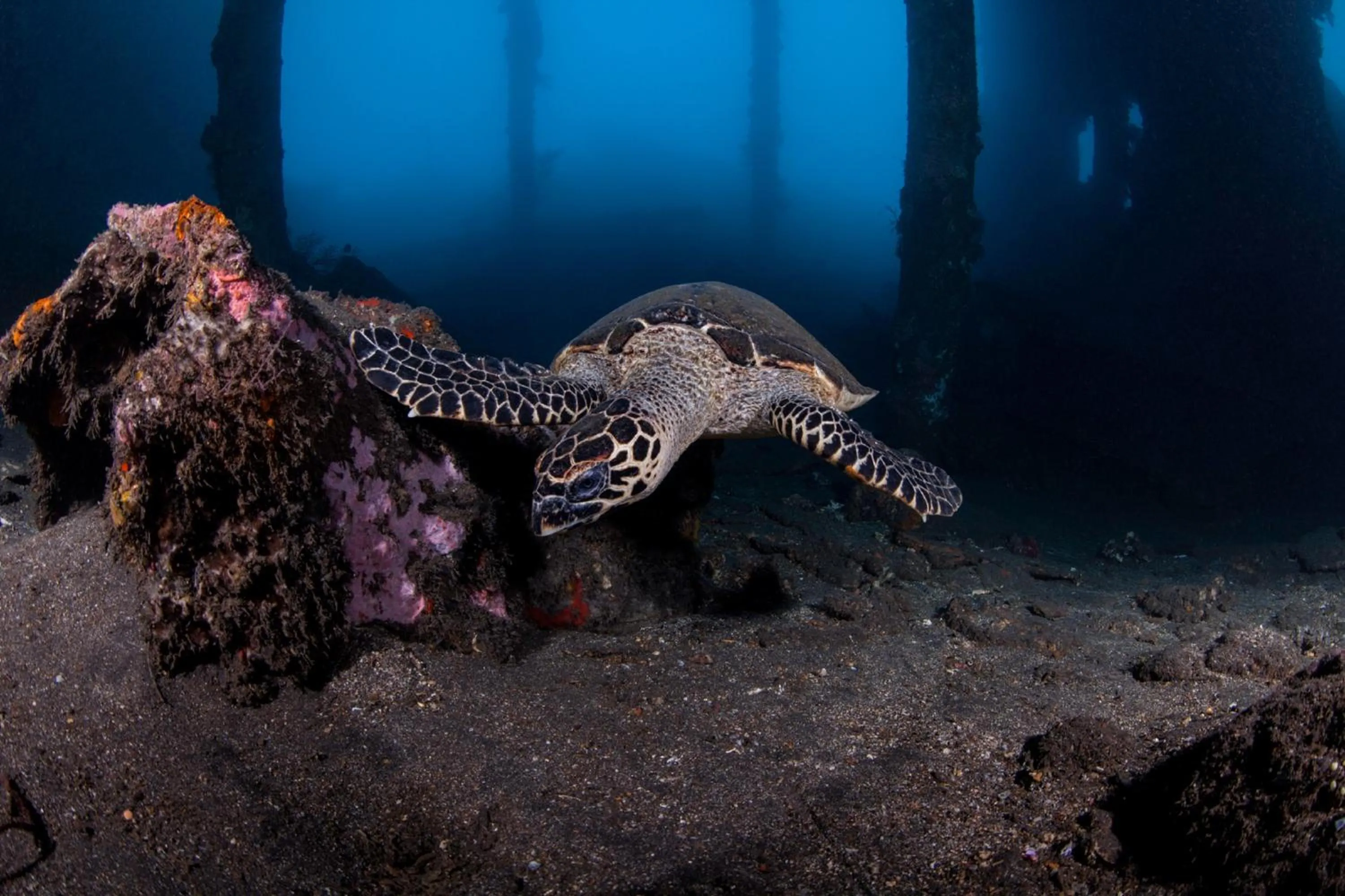 Activities in Siddhartha Oceanfront Resort & Spa Bali