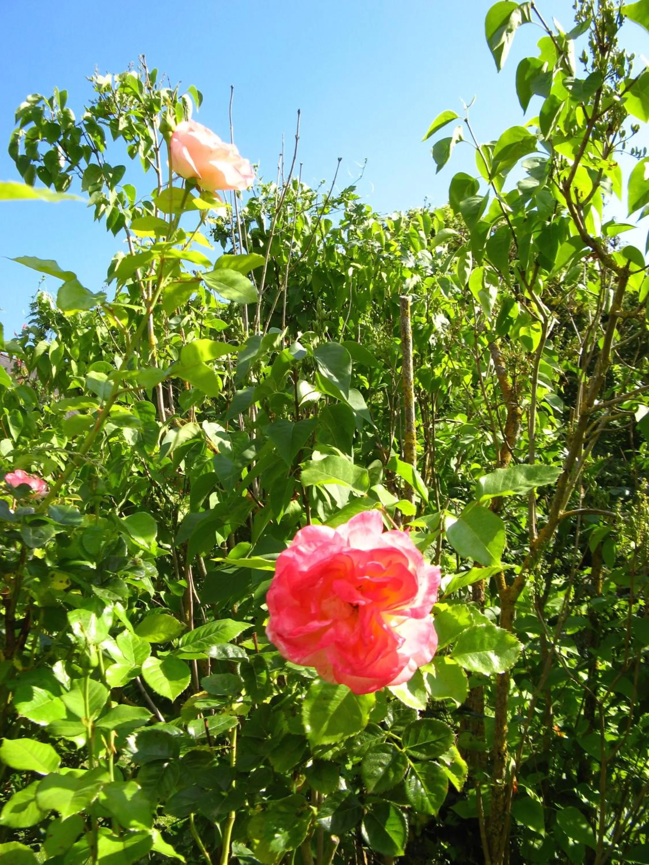 Summer in La Balastière