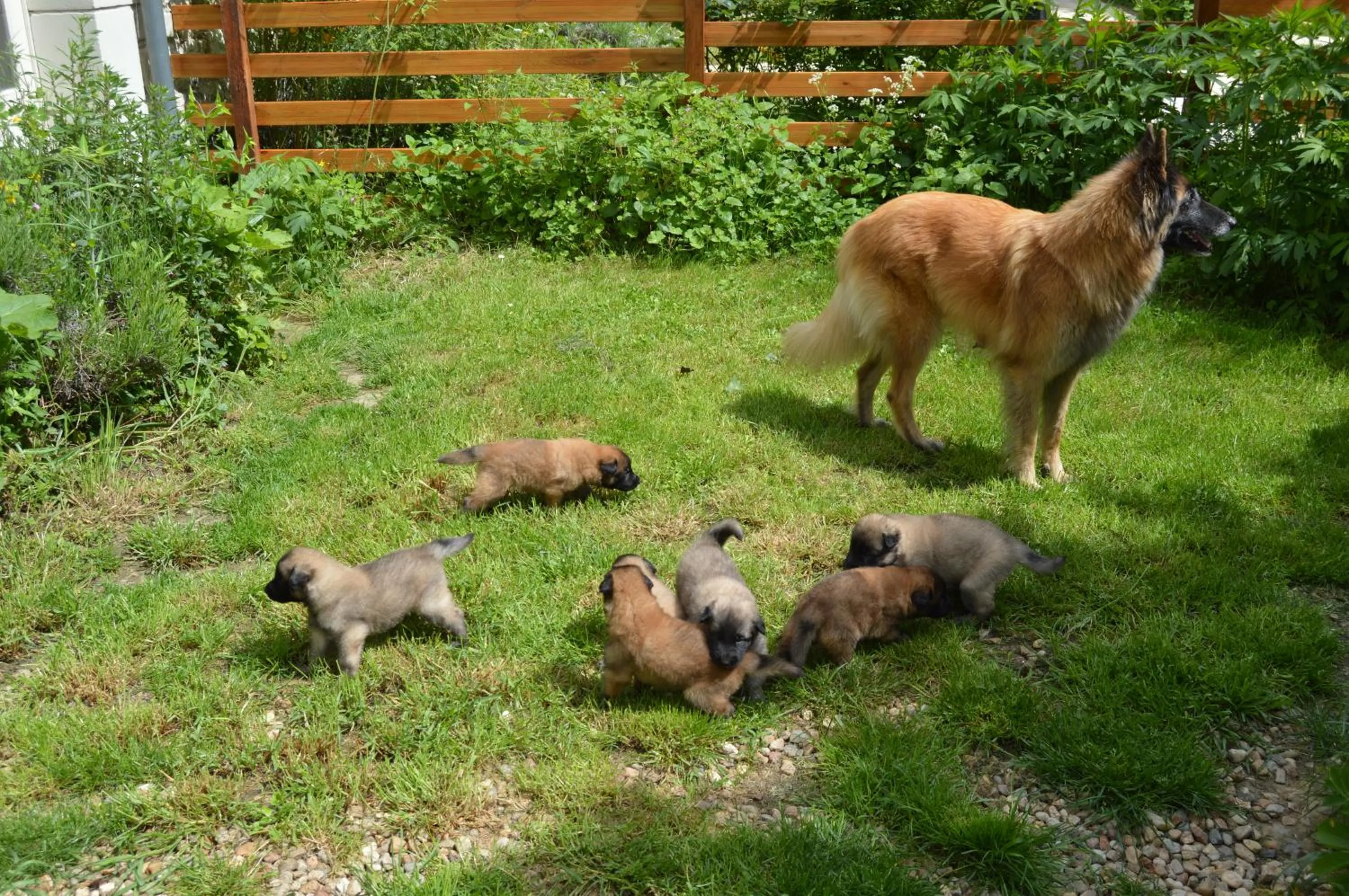 Animals in La Balastière