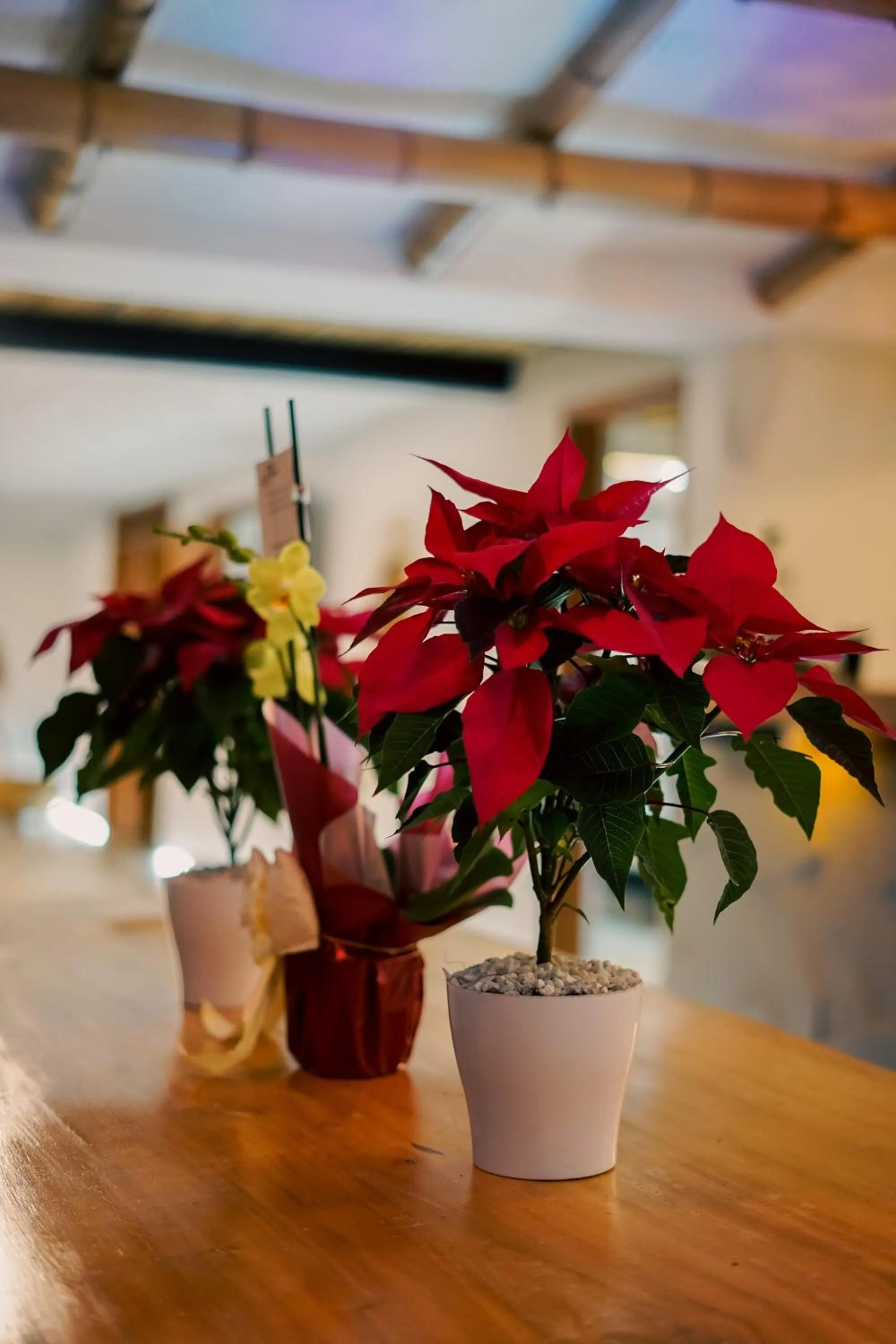 Decorative detail in Cannatel Exclusive Hotel