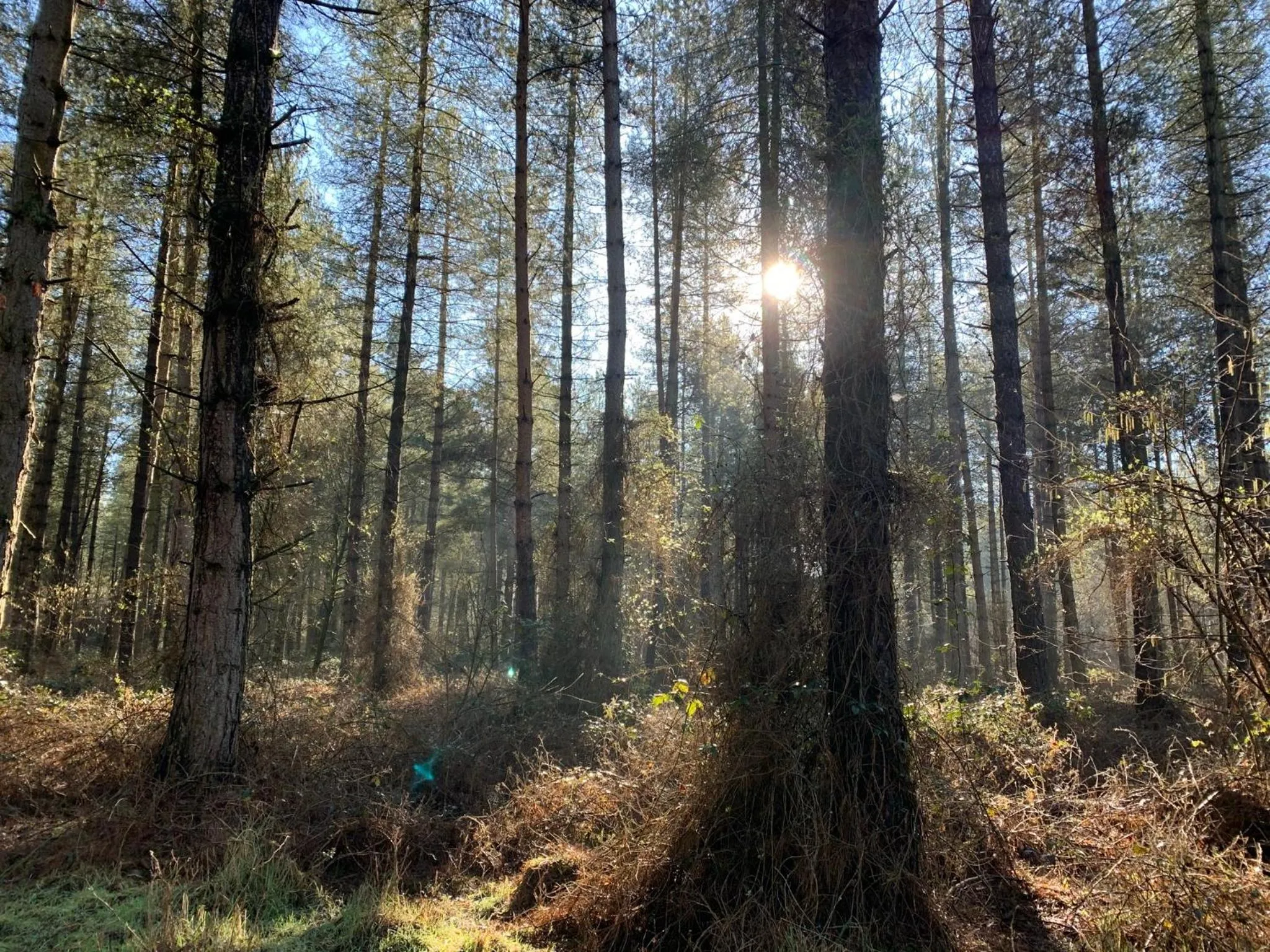 Natural landscape in Silverstone Golf Club And Hotel