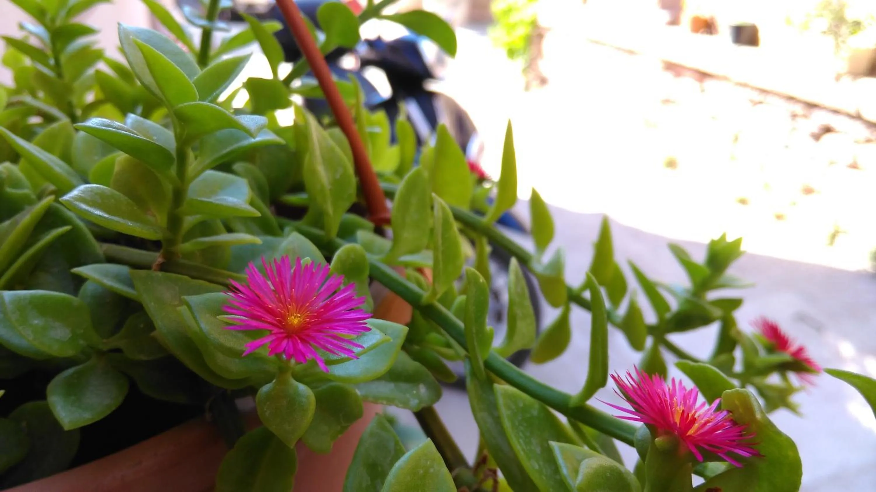 Day in Kidalyo Hotel - Special Category