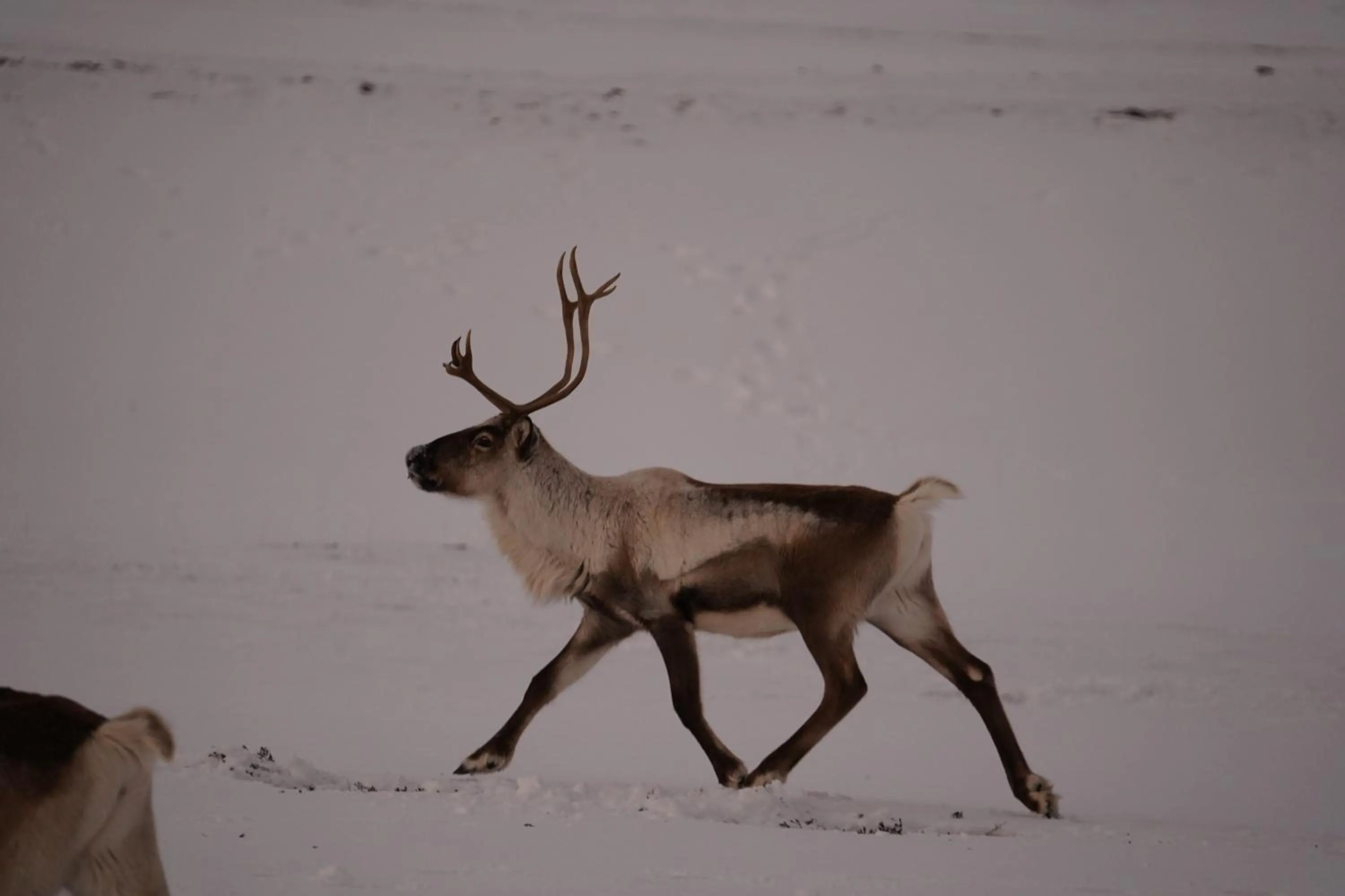 Seljavellir Guesthouse