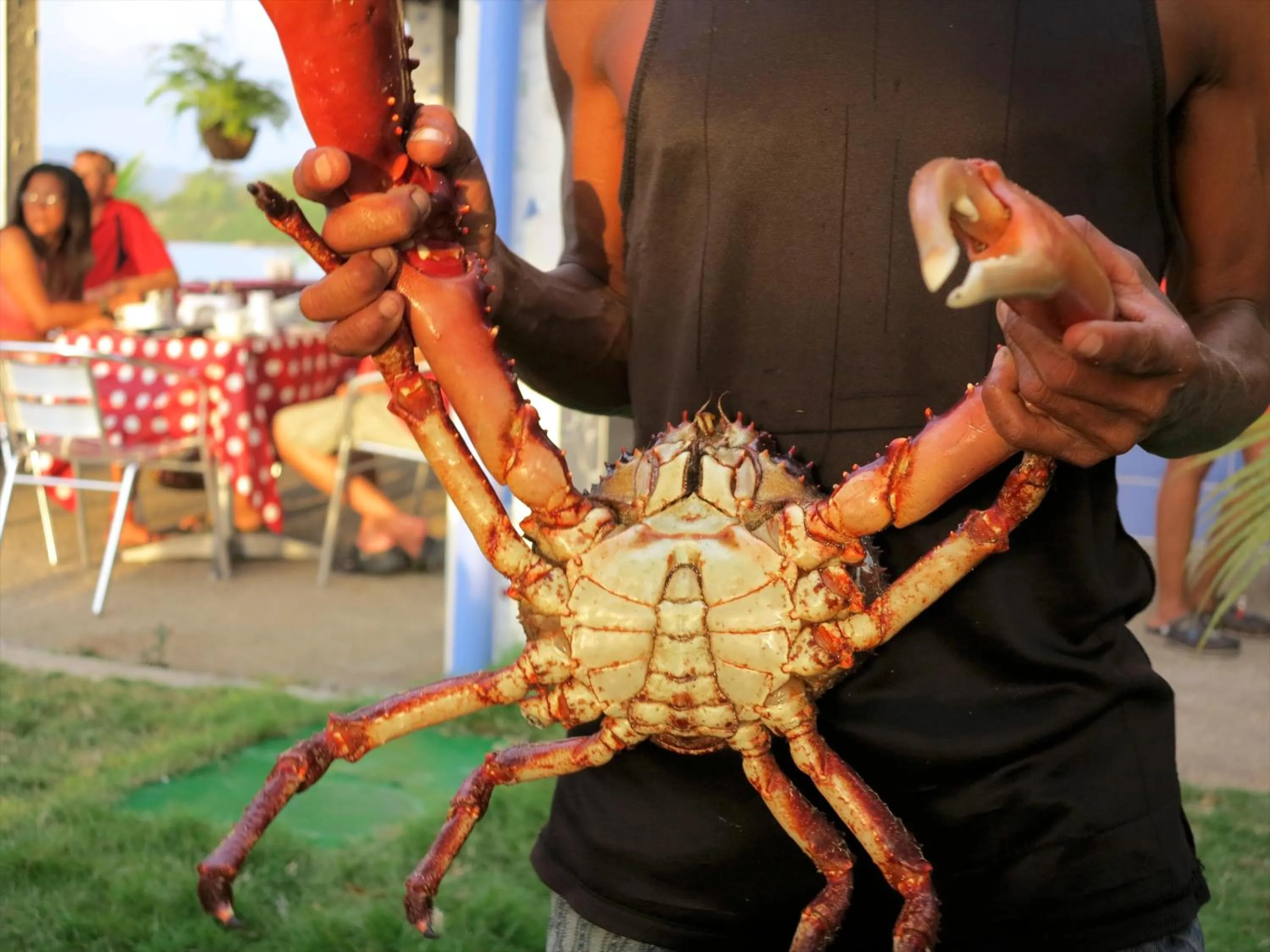 Animals in Casa Congo & Casa Rayo Verde - Restaurante - Galeria de arte