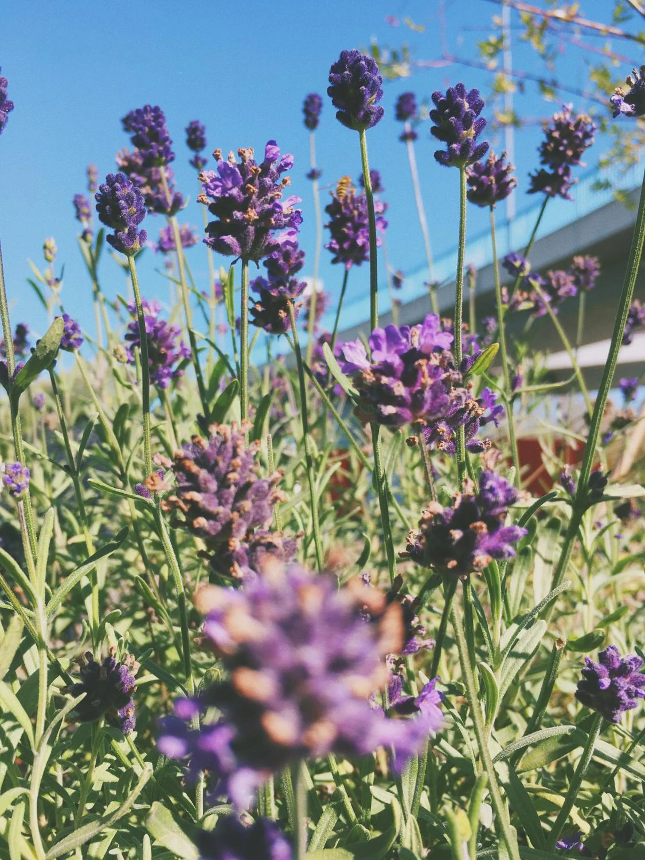Garden in Kemp Děčín