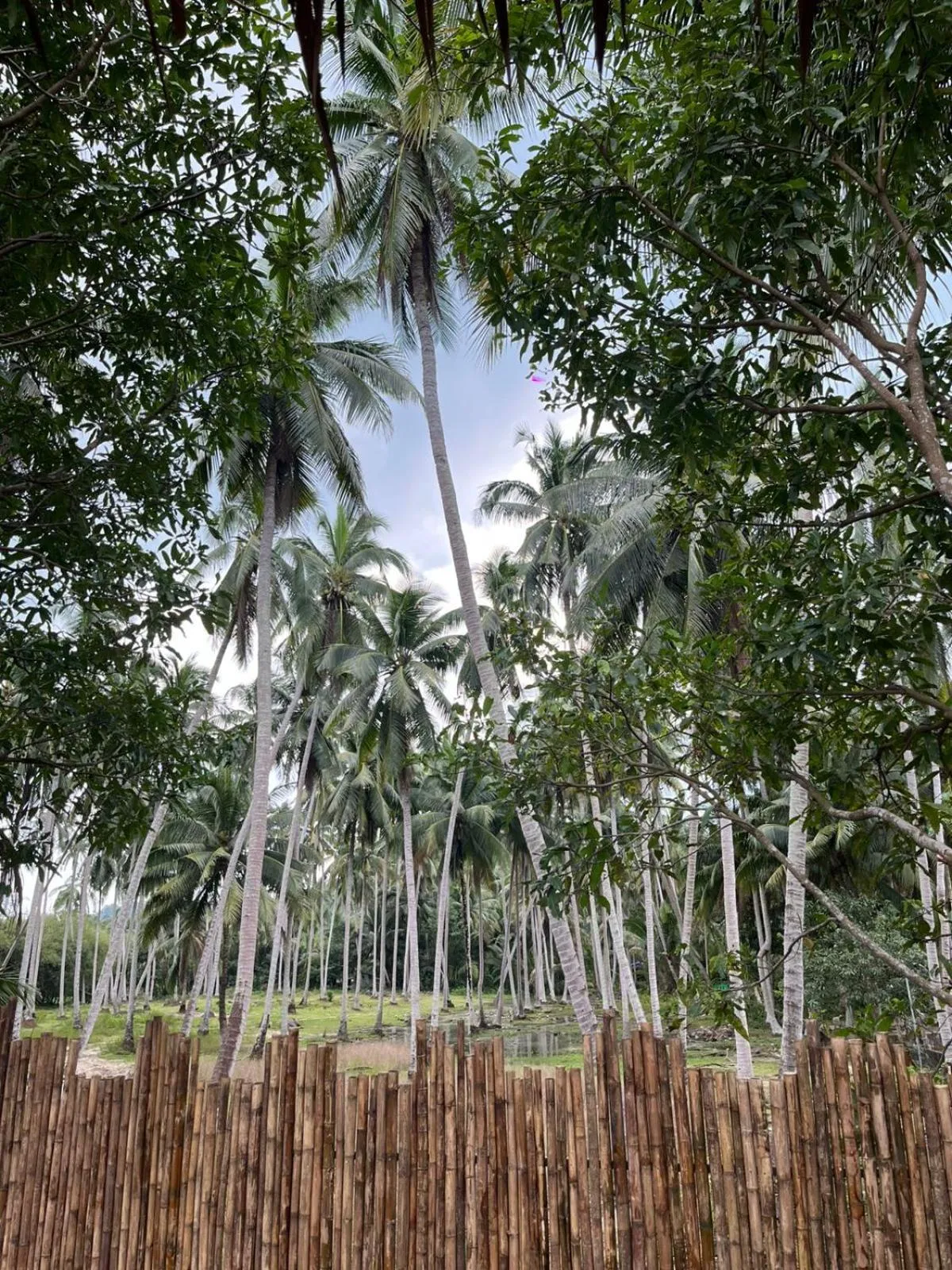 Standard Twin Room in Aforetime House @ Samui