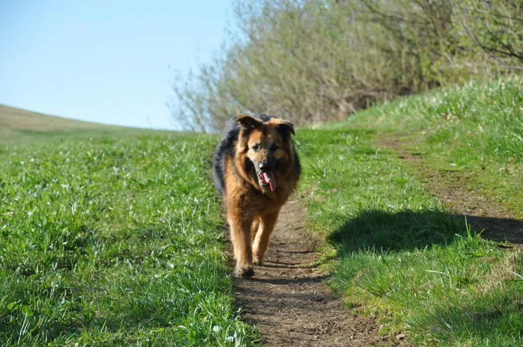 Pets in Rhön-Hotel Sonnenhof - Restaurant & Café