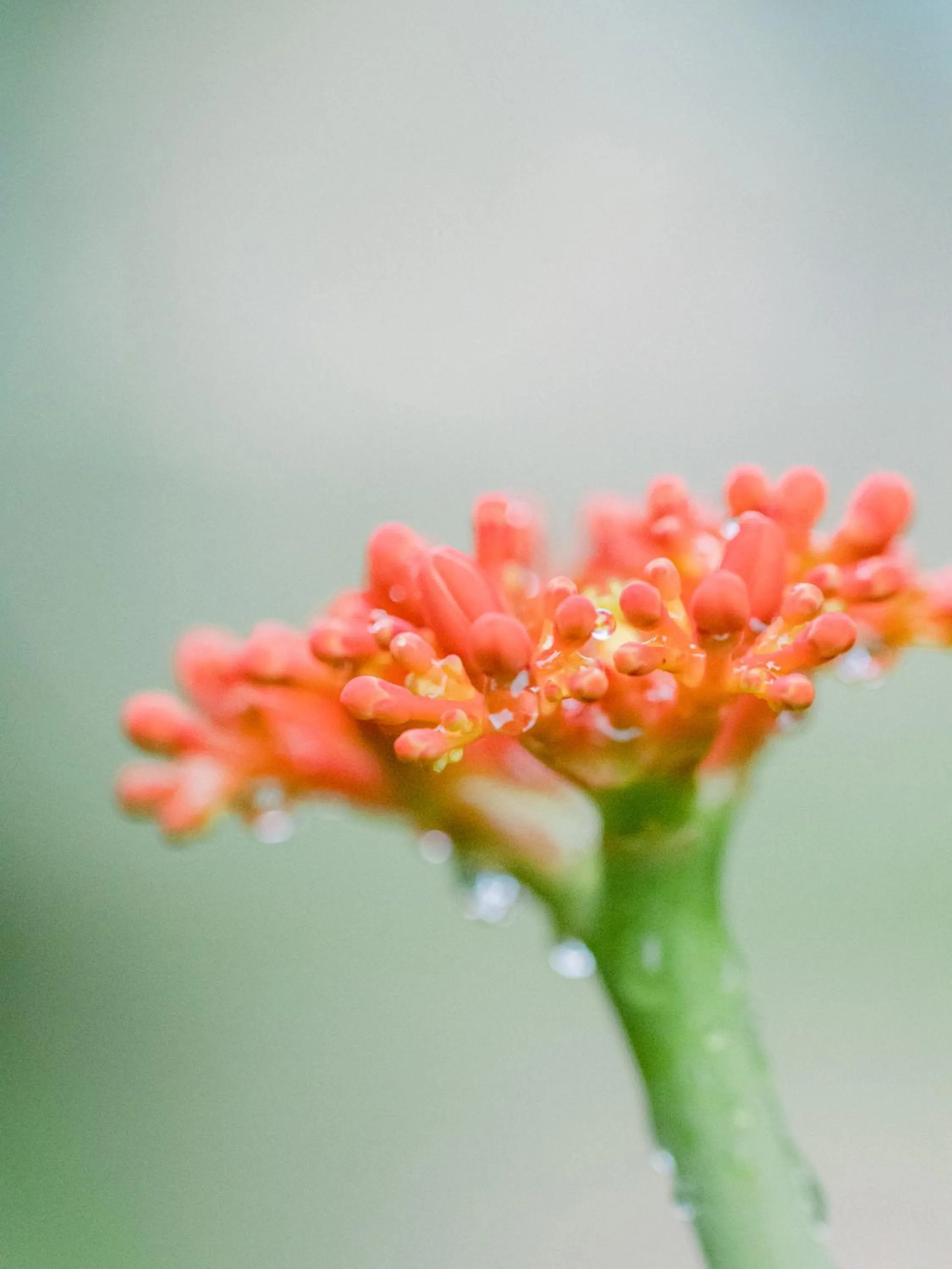 Animals in Lilayi Lodge