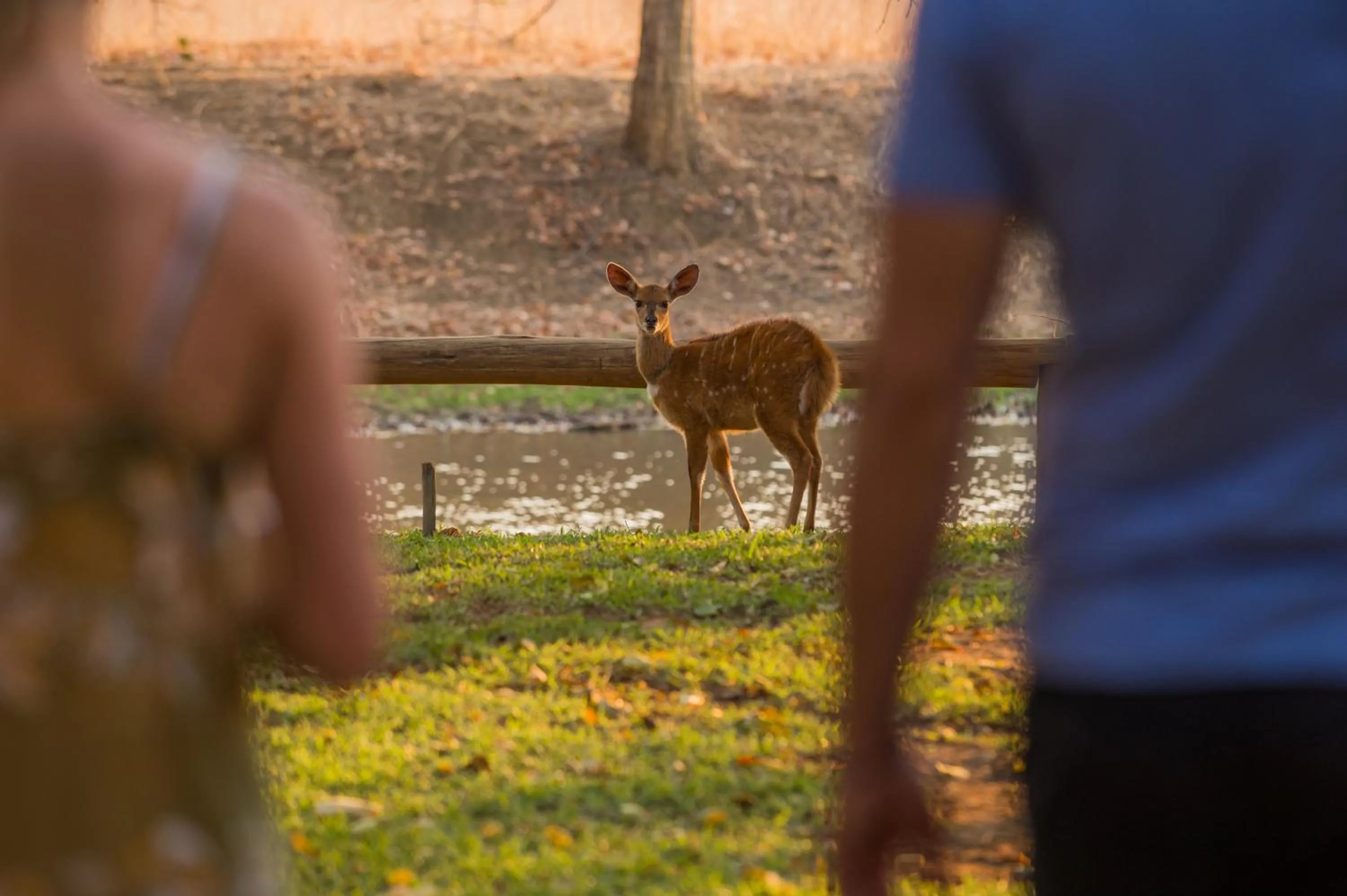 Animals in Lilayi Lodge