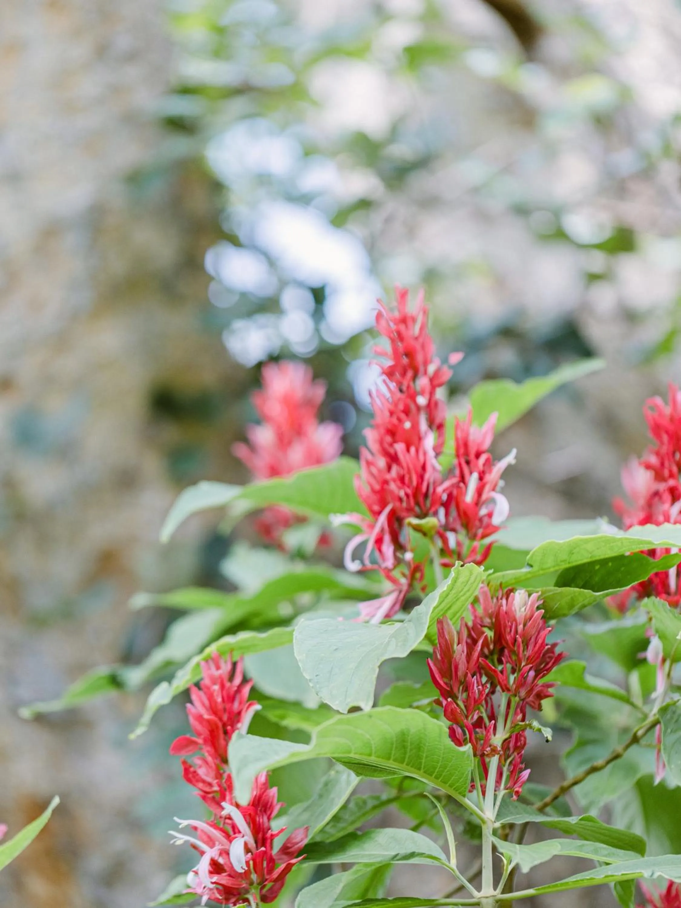 Natural landscape in Lilayi Lodge
