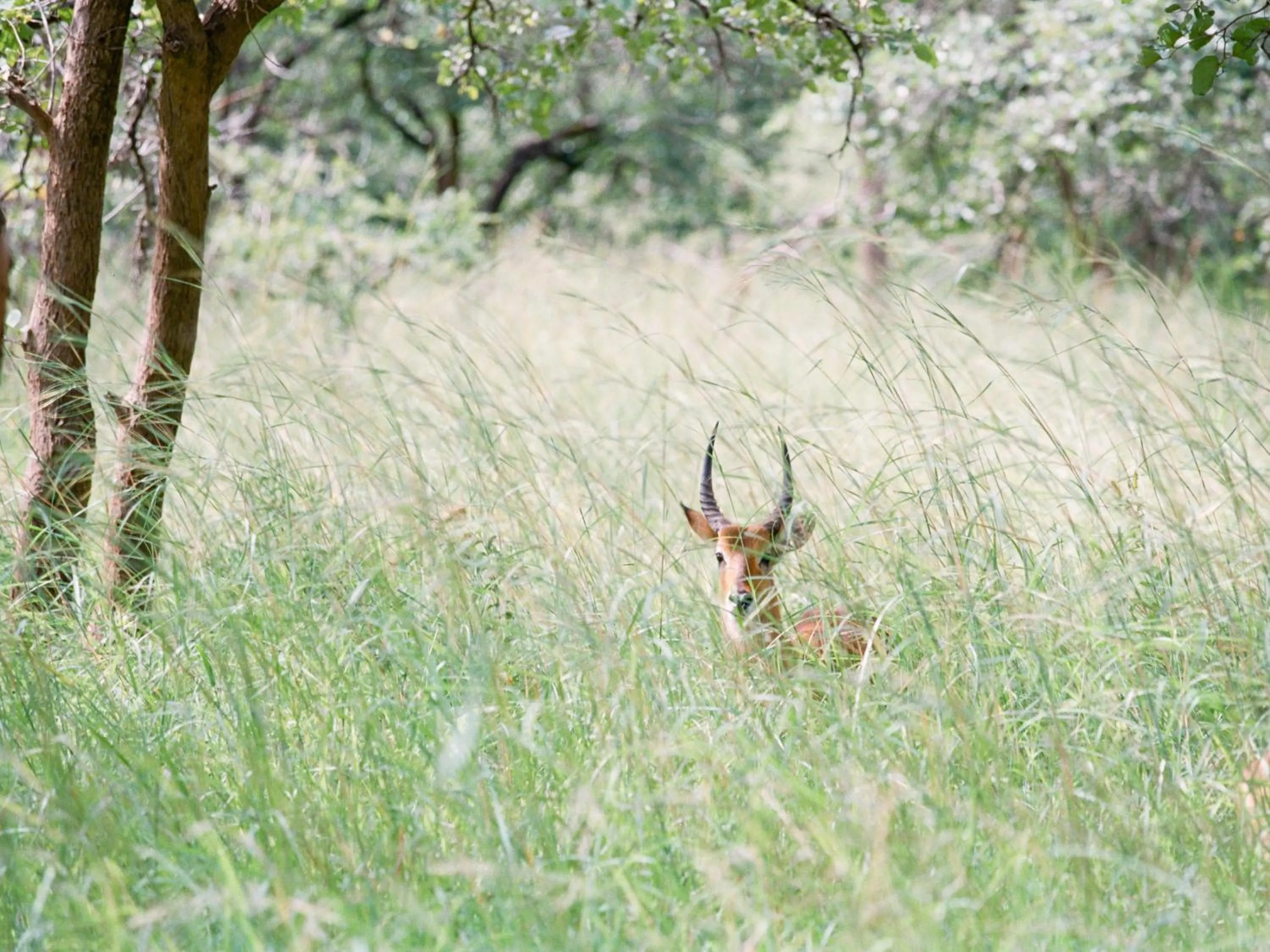 Natural landscape in Lilayi Lodge
