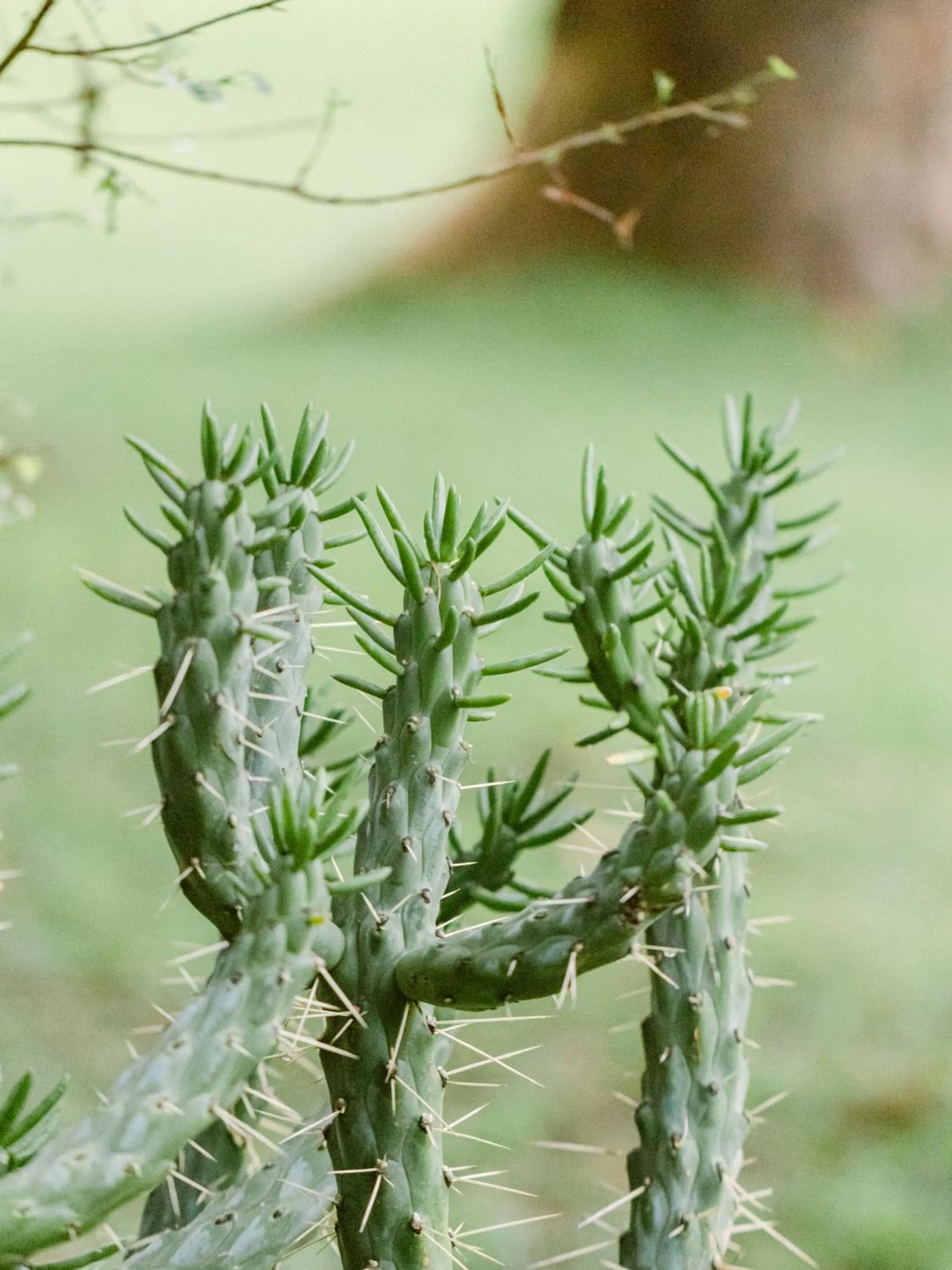 Property building in Lilayi Lodge