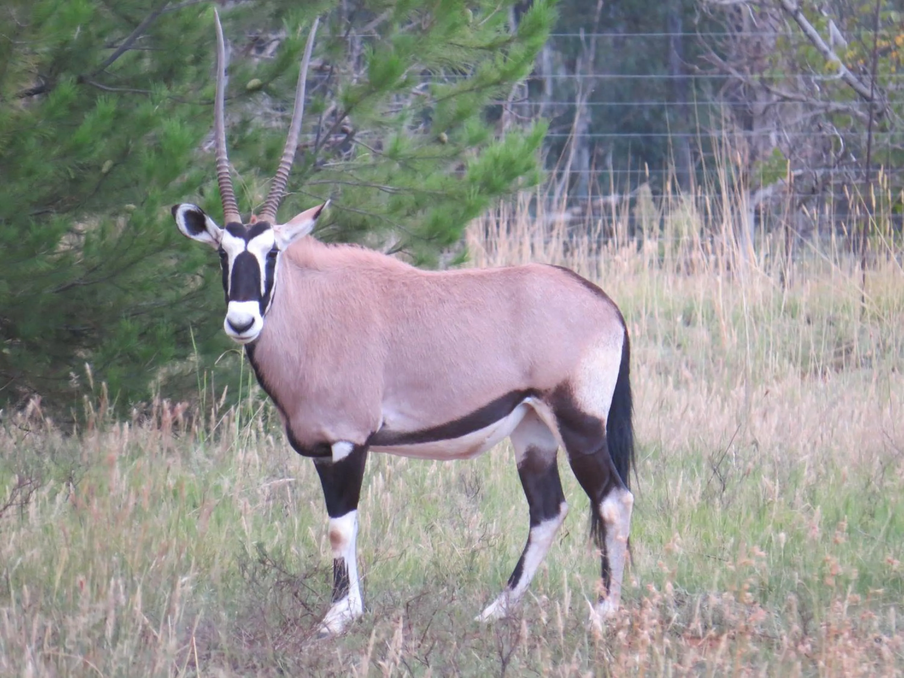 Animals in Marrakech Guest House