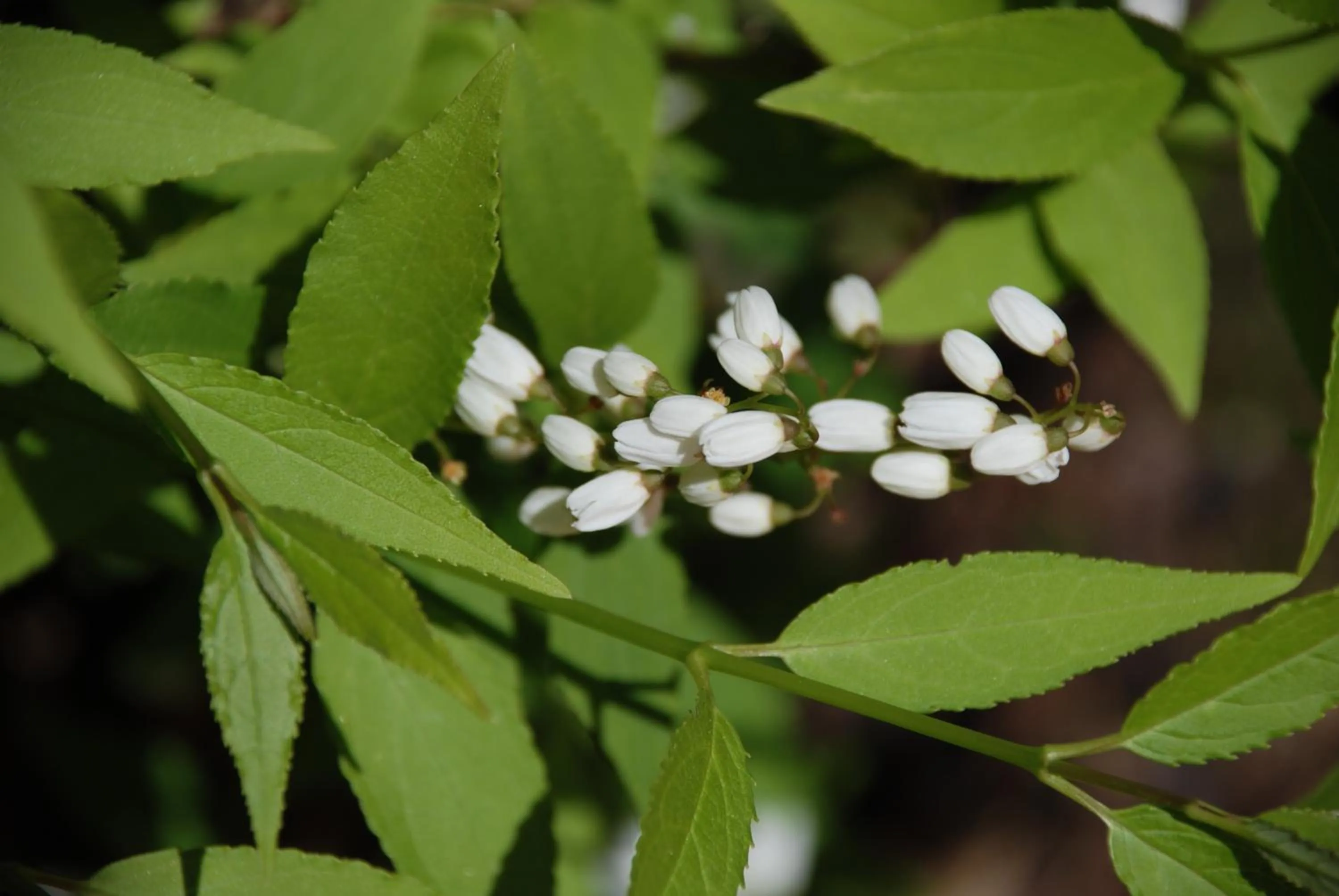 Garden in Landhaus Brieger