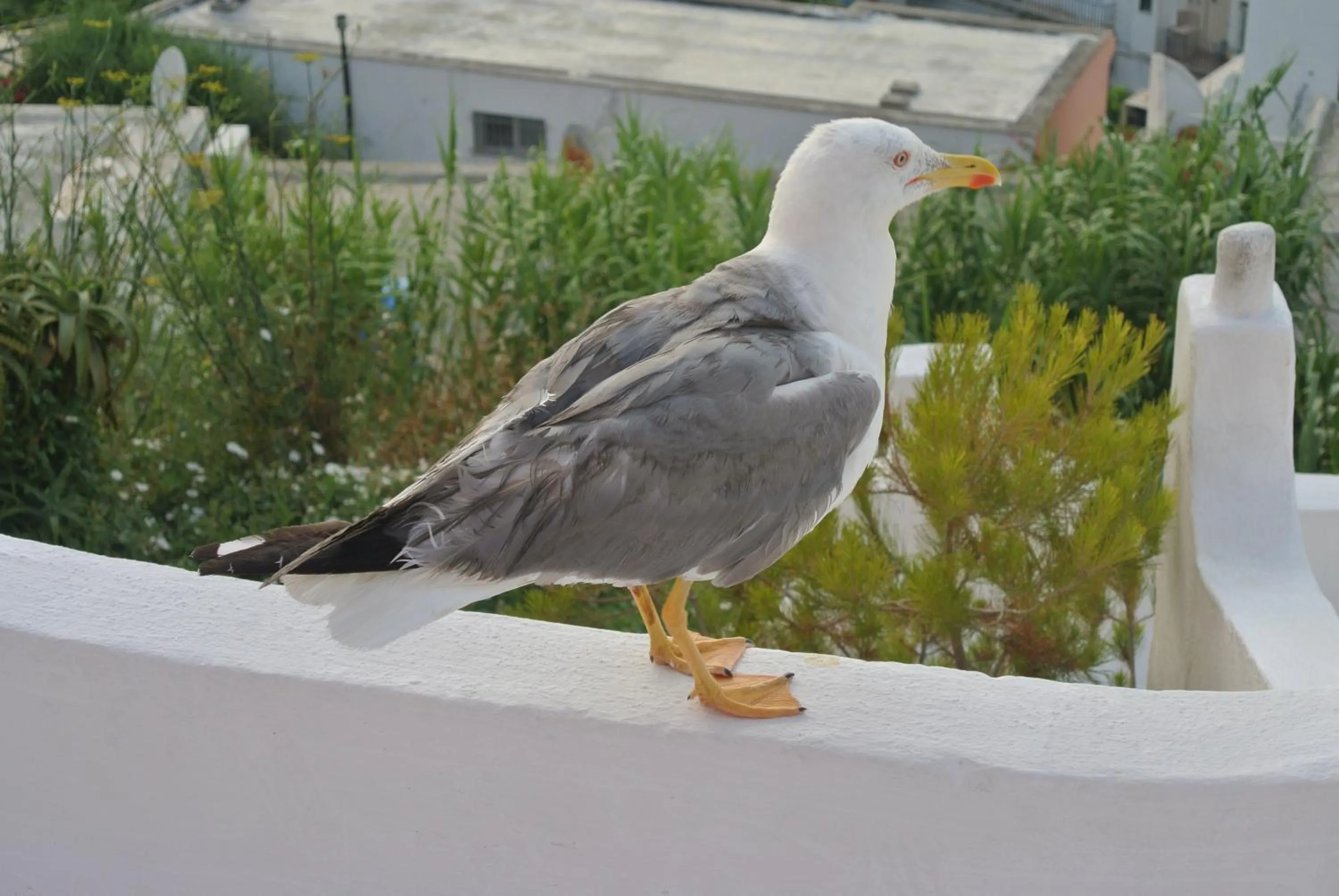Animals in Casa Carmela