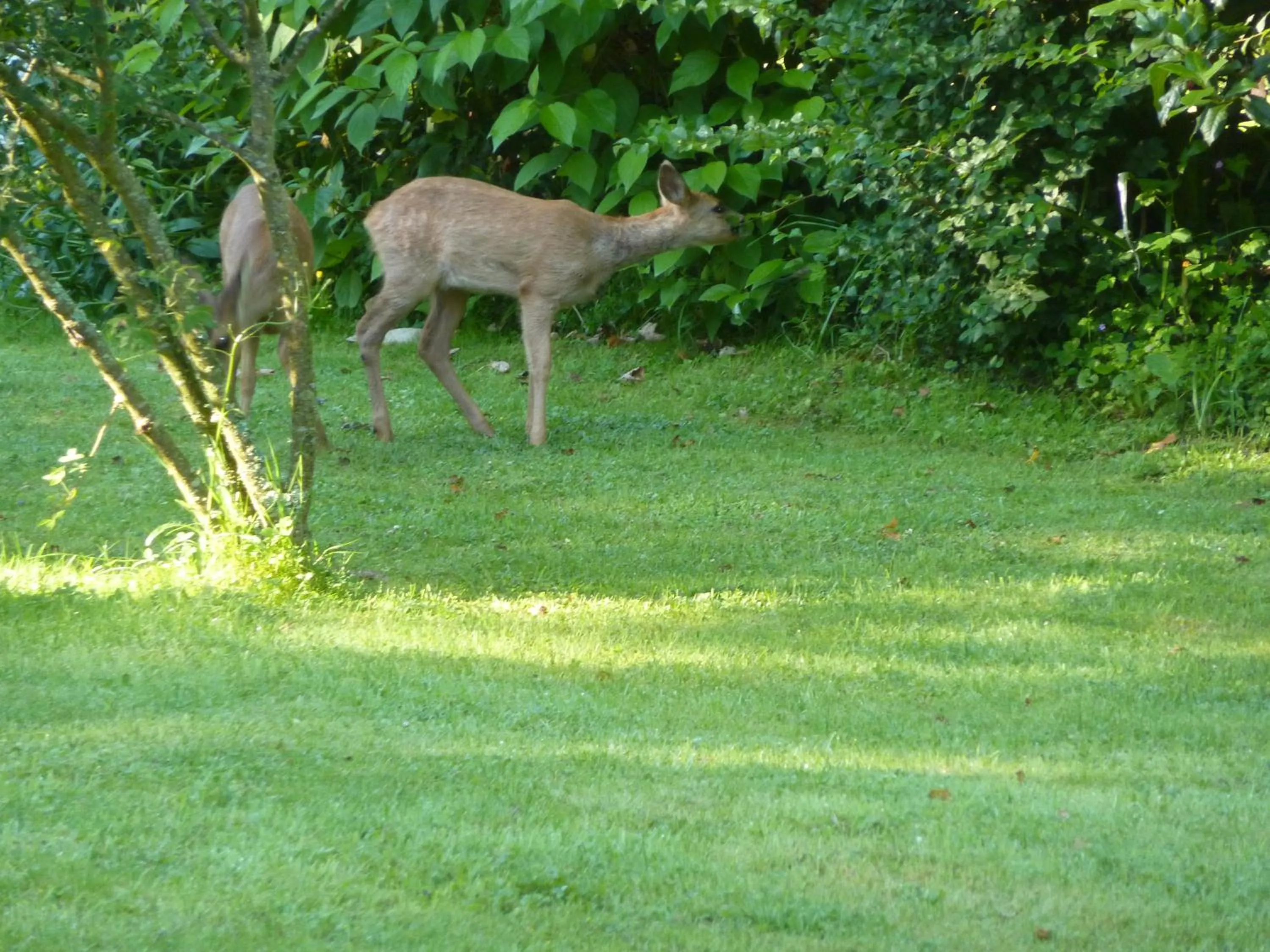 Decorative detail in La Belle Relax - calme et tranquillité assurés - 2 personnes