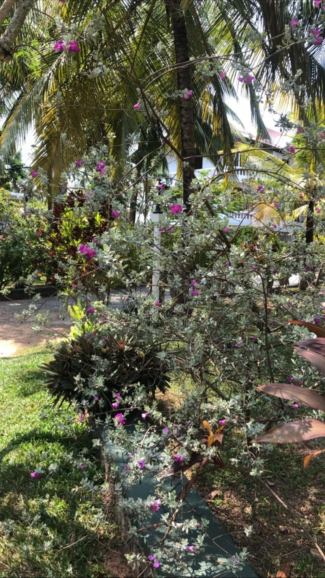 Hotel Lagoon Paradise