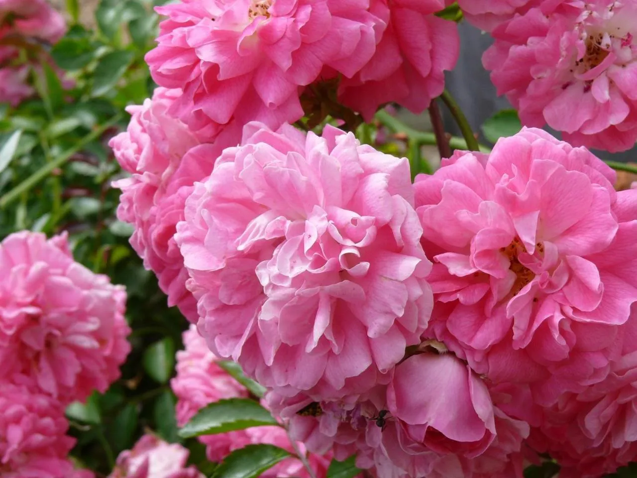 Garden view in Le Petit Hureau