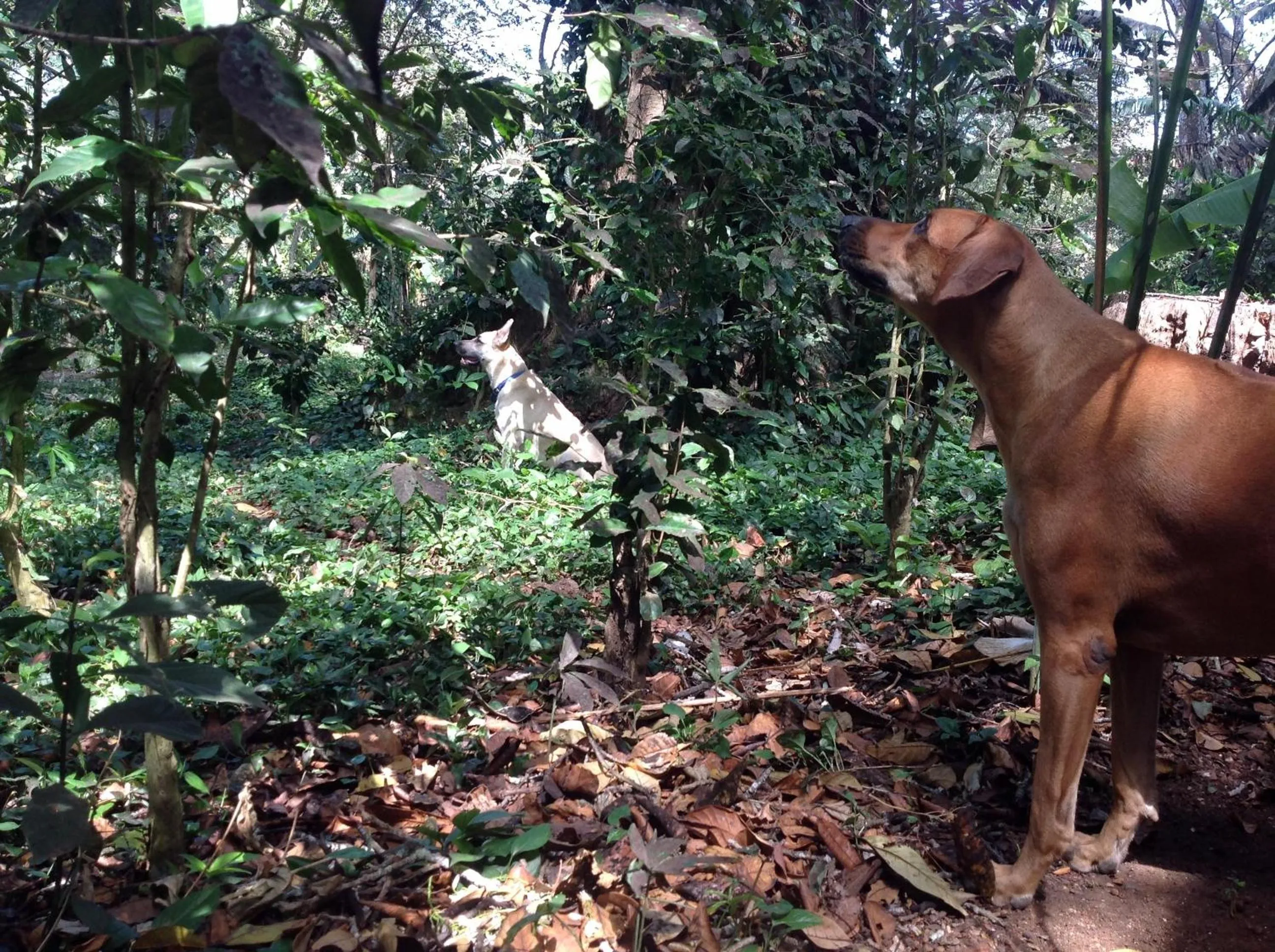 Pets in Mombacho Lodge